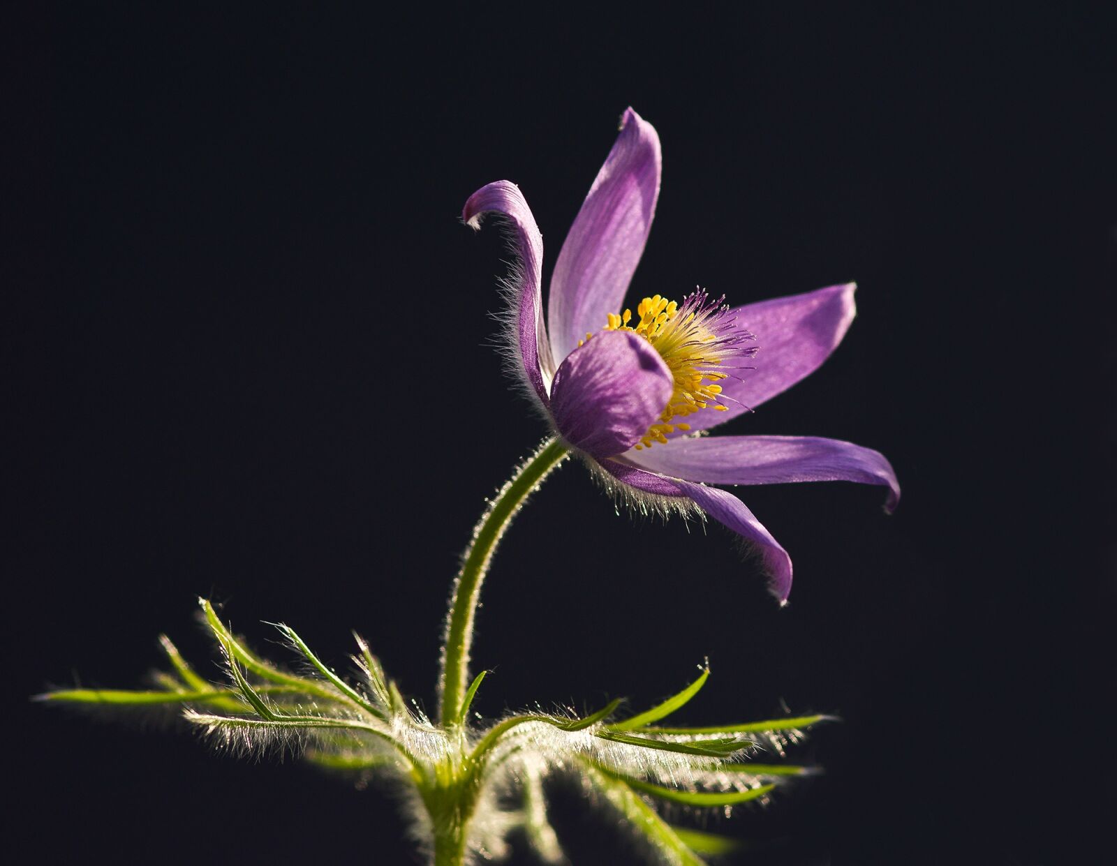 Sony SLT-A77 sample photo. Pasqueflower, pasque flower, flower photography