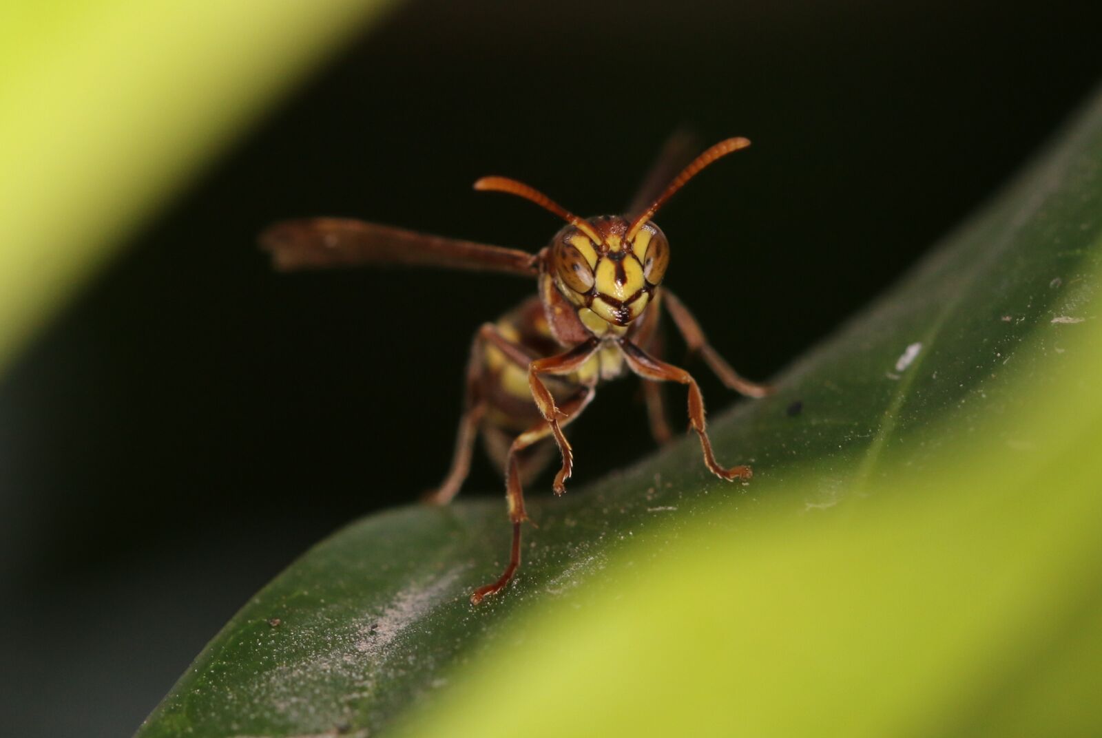 Canon EOS 70D sample photo. Insect, nature, invertebrate photography