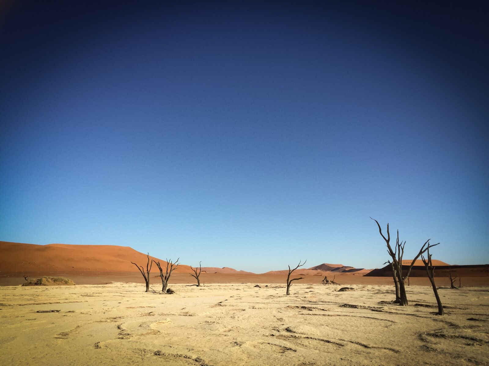 Apple iPhone 6 sample photo. Namibia, wildlife, africa photography