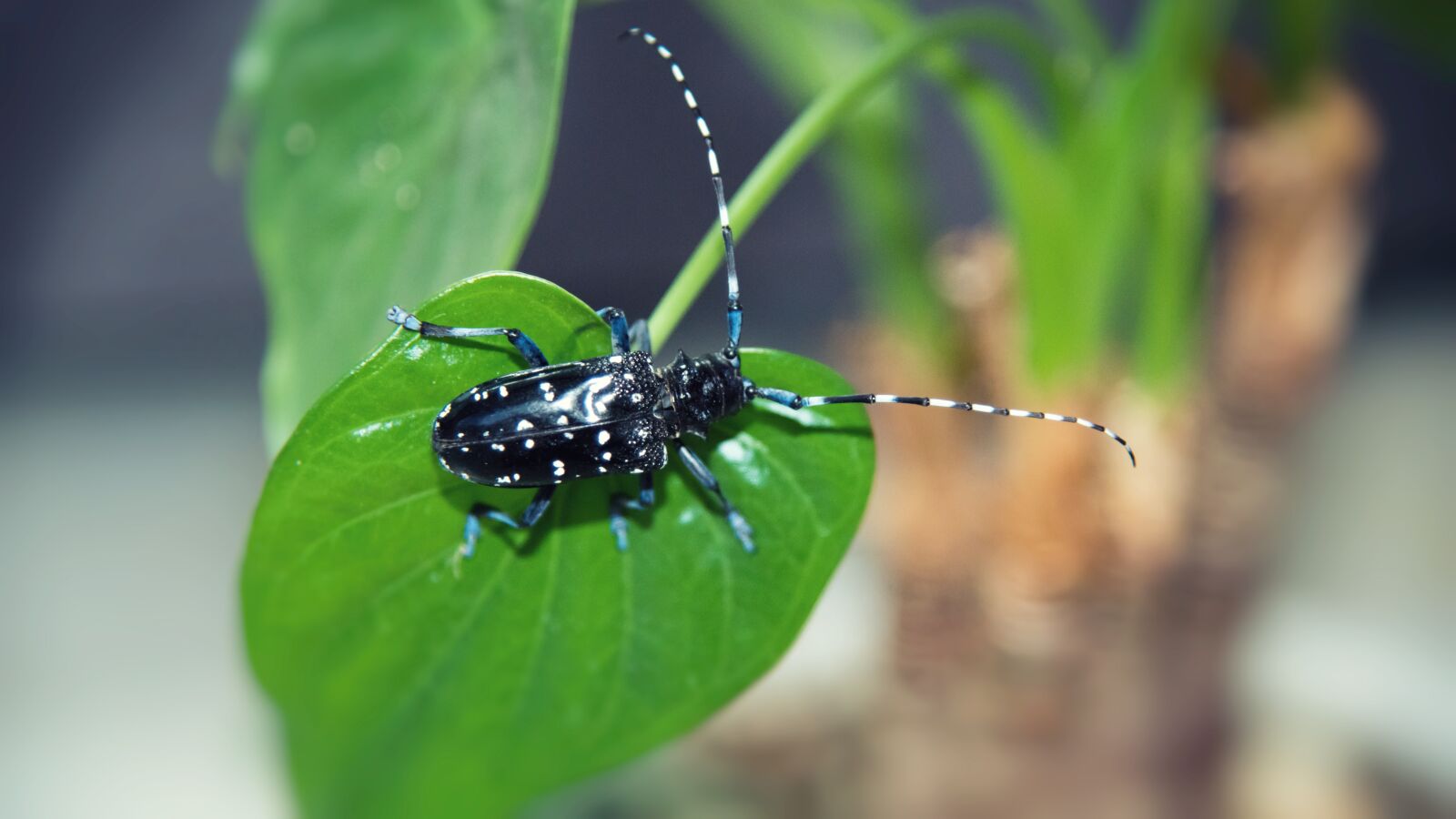 Nikon D750 sample photo. Beetles, insect, plant photography