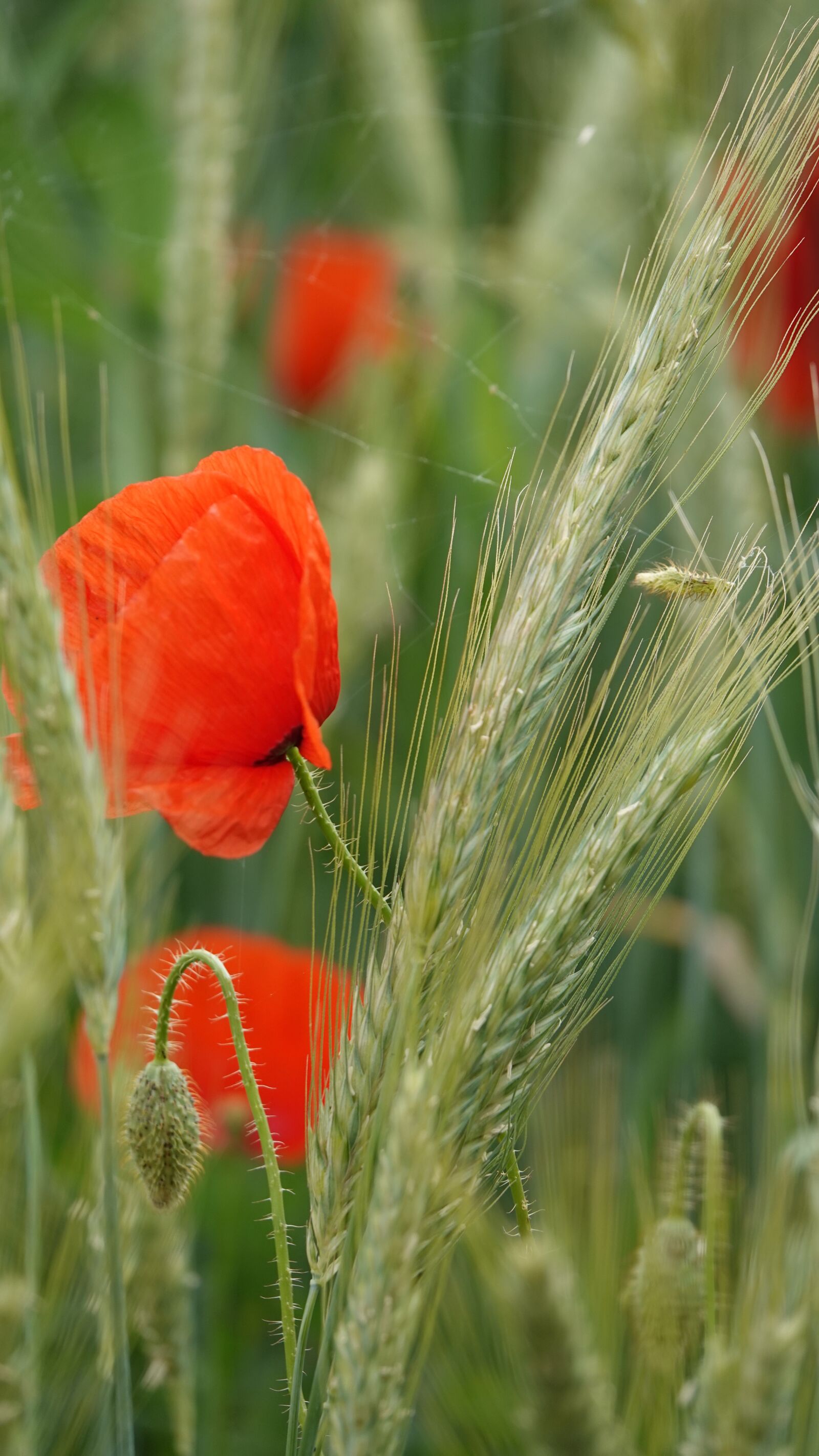 Sony Cyber-shot DSC-RX10 IV sample photo. Poppy, spring, landscape photography