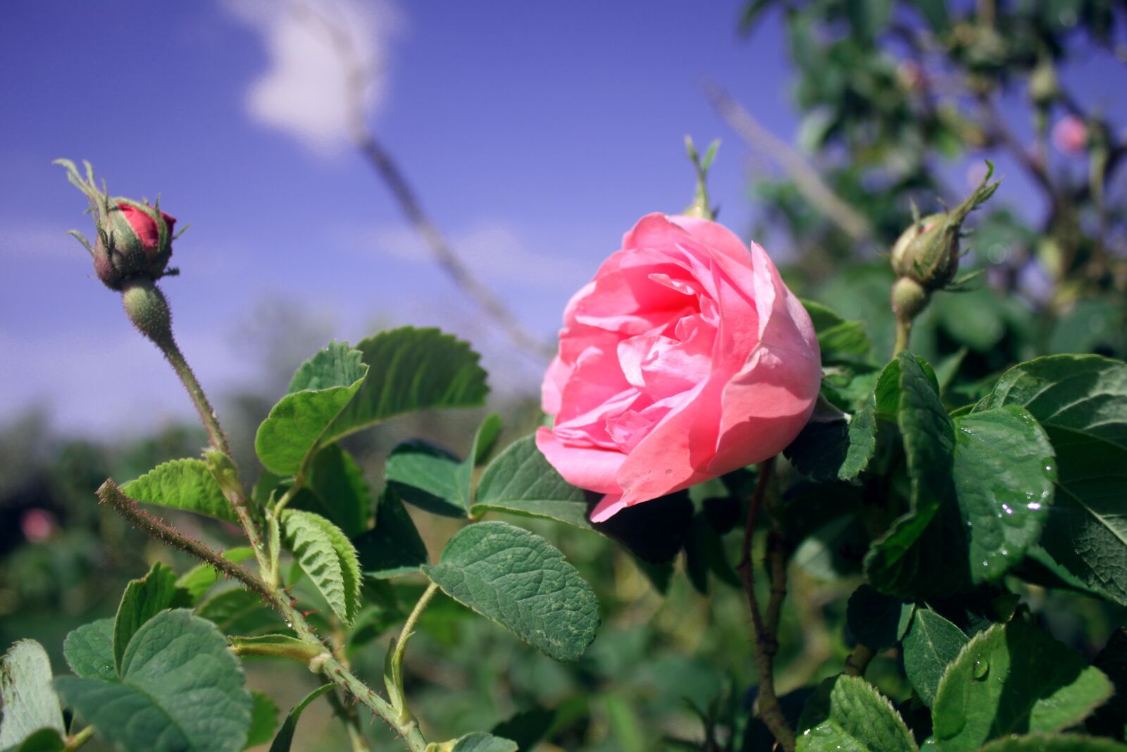 Canon EOS 500D (EOS Rebel T1i / EOS Kiss X3) sample photo. Rose, roses, pink photography