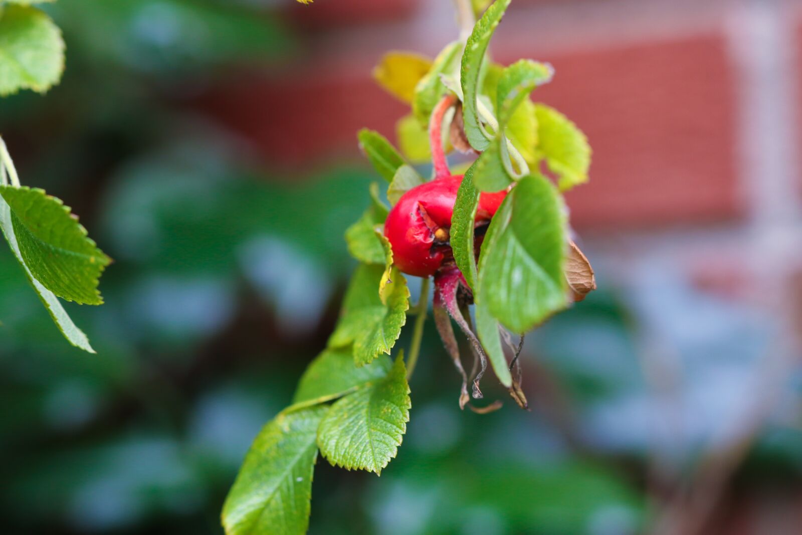 Canon EOS 7D Mark II sample photo. Herb, nature, rose-hip photography