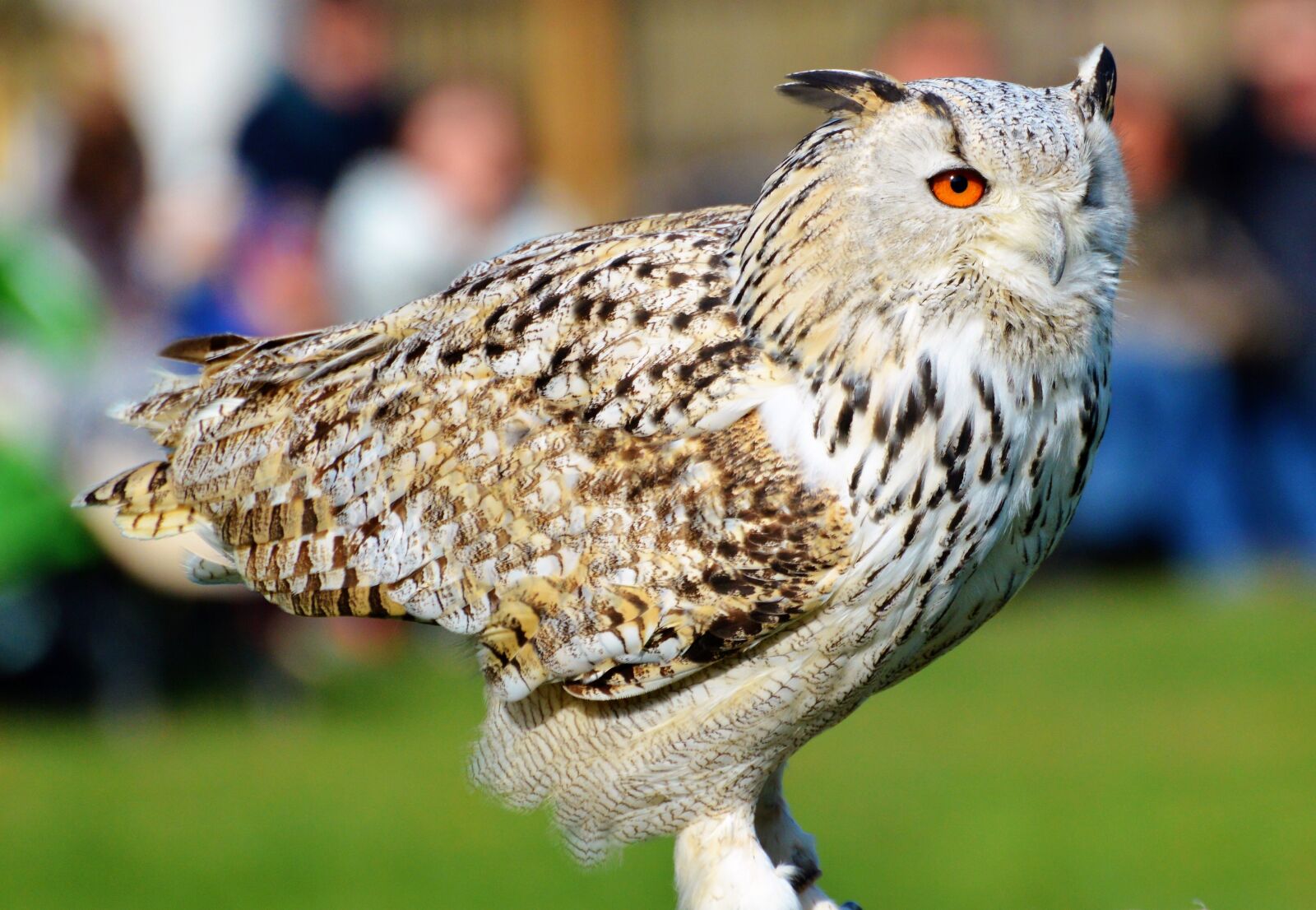 Nikon D3200 sample photo. Animal, nature, barn owl photography