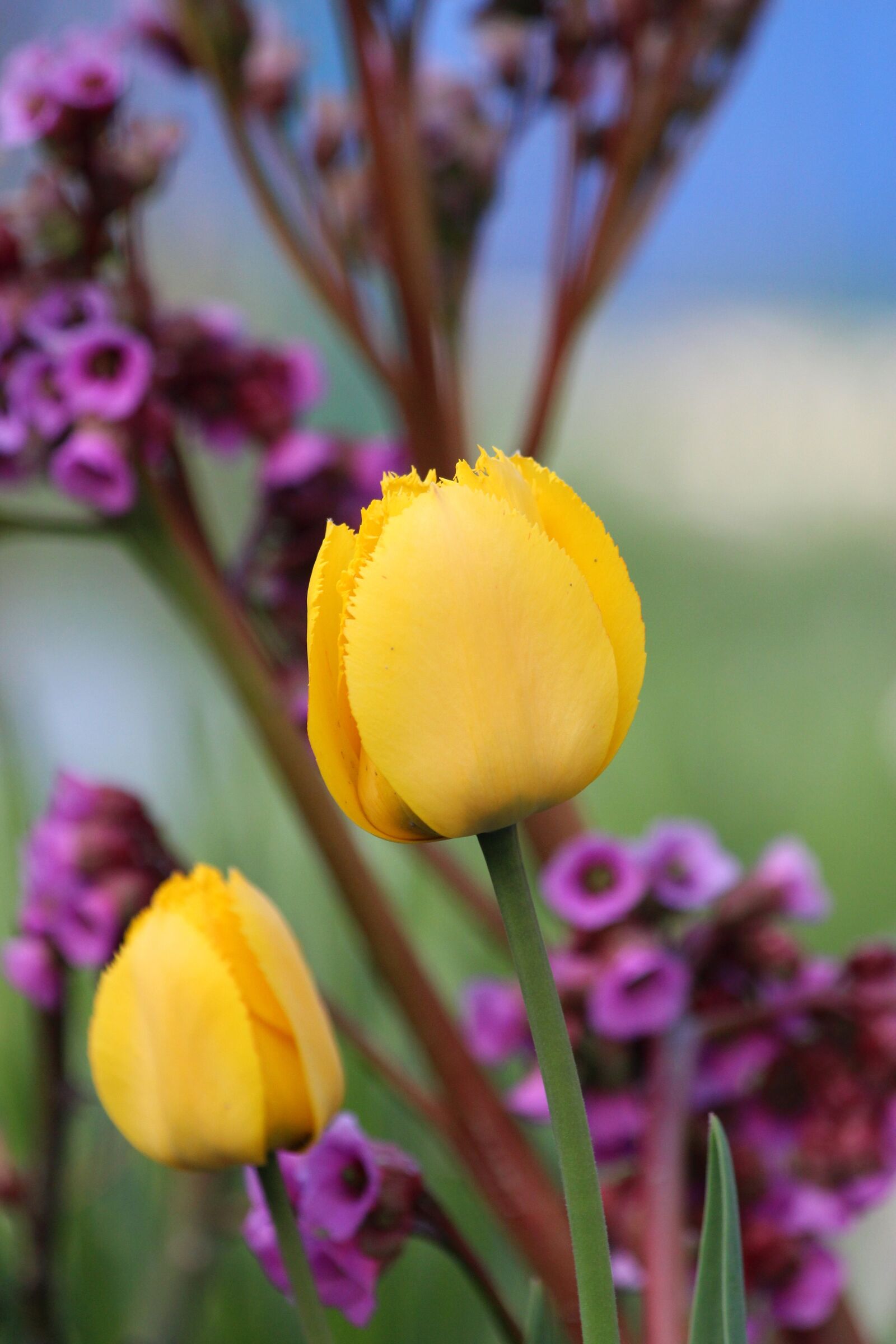 Canon EOS 650D (EOS Rebel T4i / EOS Kiss X6i) sample photo. Tulips, yellow flowers, yellow photography