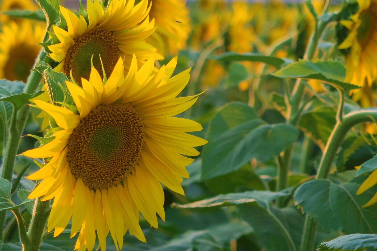 Canon PowerShot G7 X sample photo. Sunflower, plant, flower photography