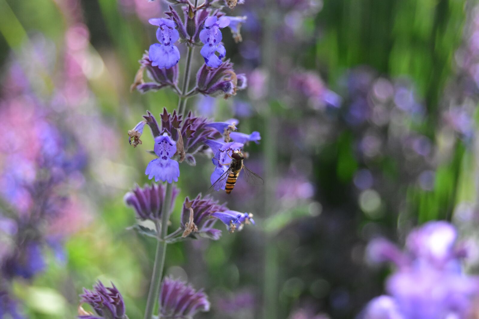 Nikon D5600 sample photo. Hover fly on flower photography