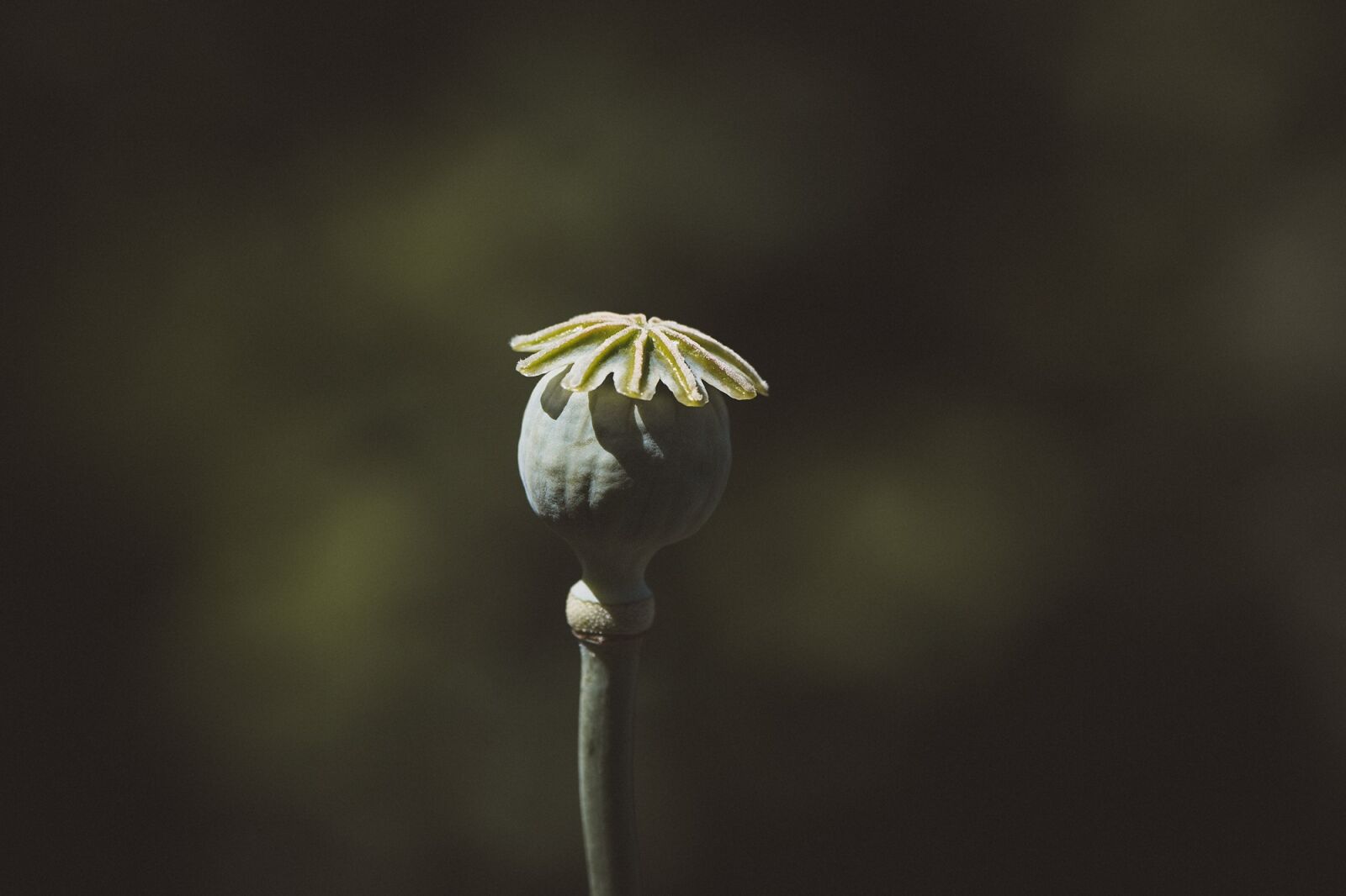 Nikon D7100 sample photo. Poppy, poppy capsule, capsule photography