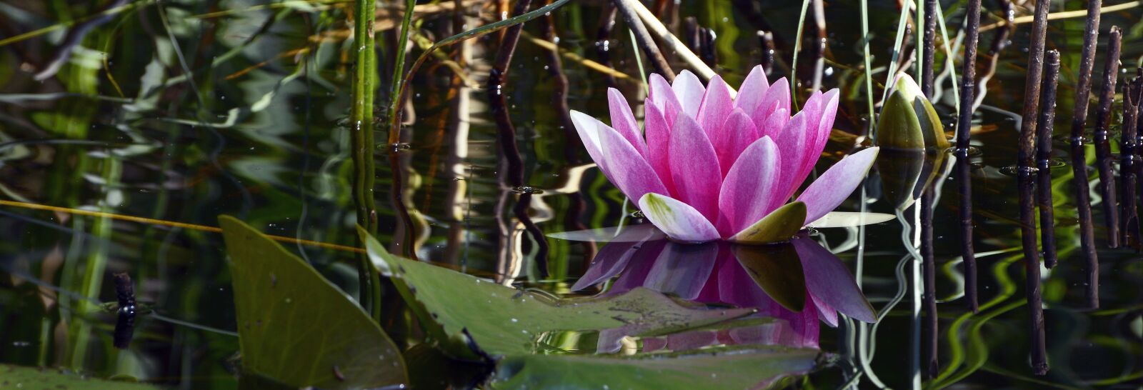 Nikon D7100 sample photo. Water lily, aquatic plant photography