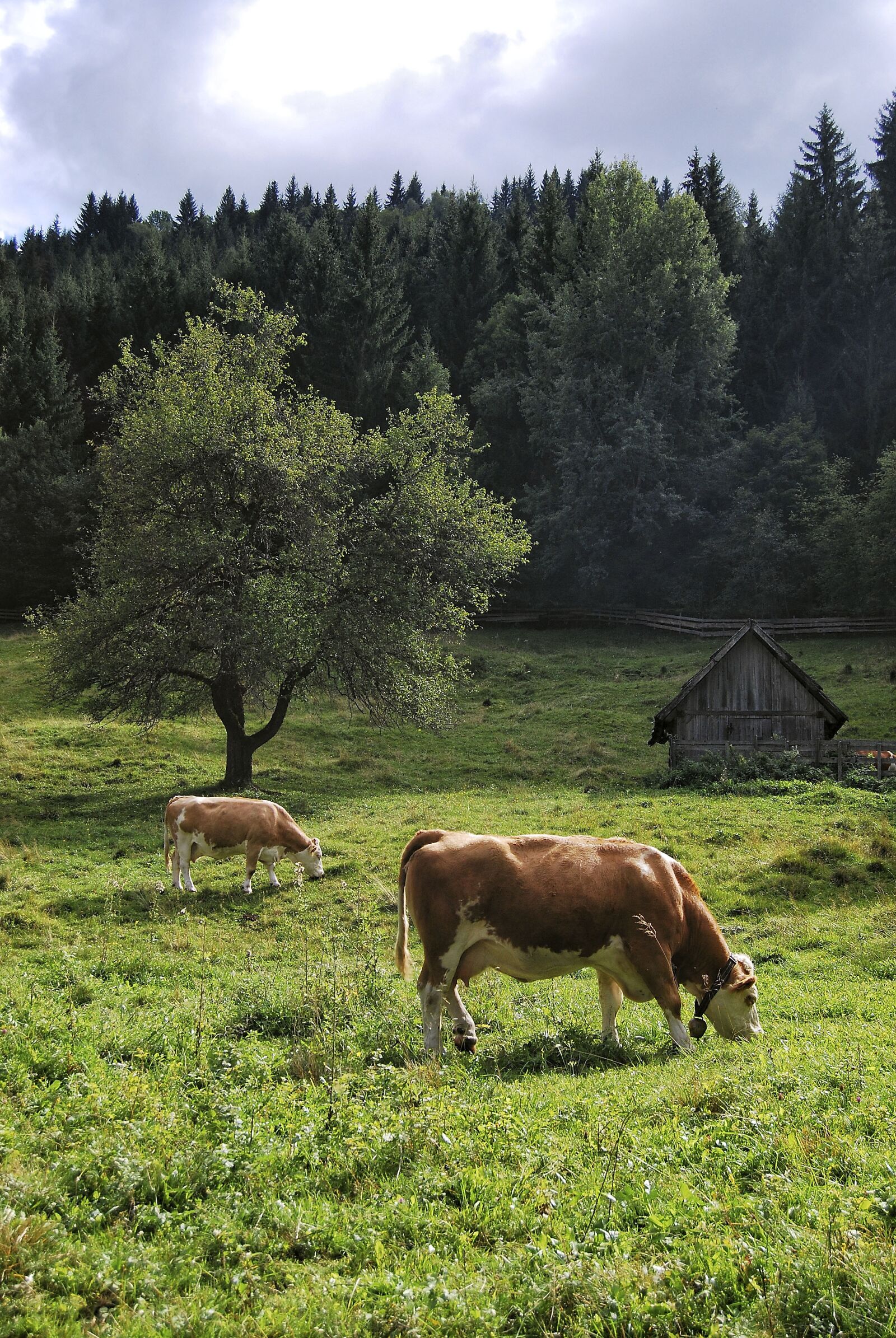 Nikon D80 sample photo. Cow, alm, forest photography