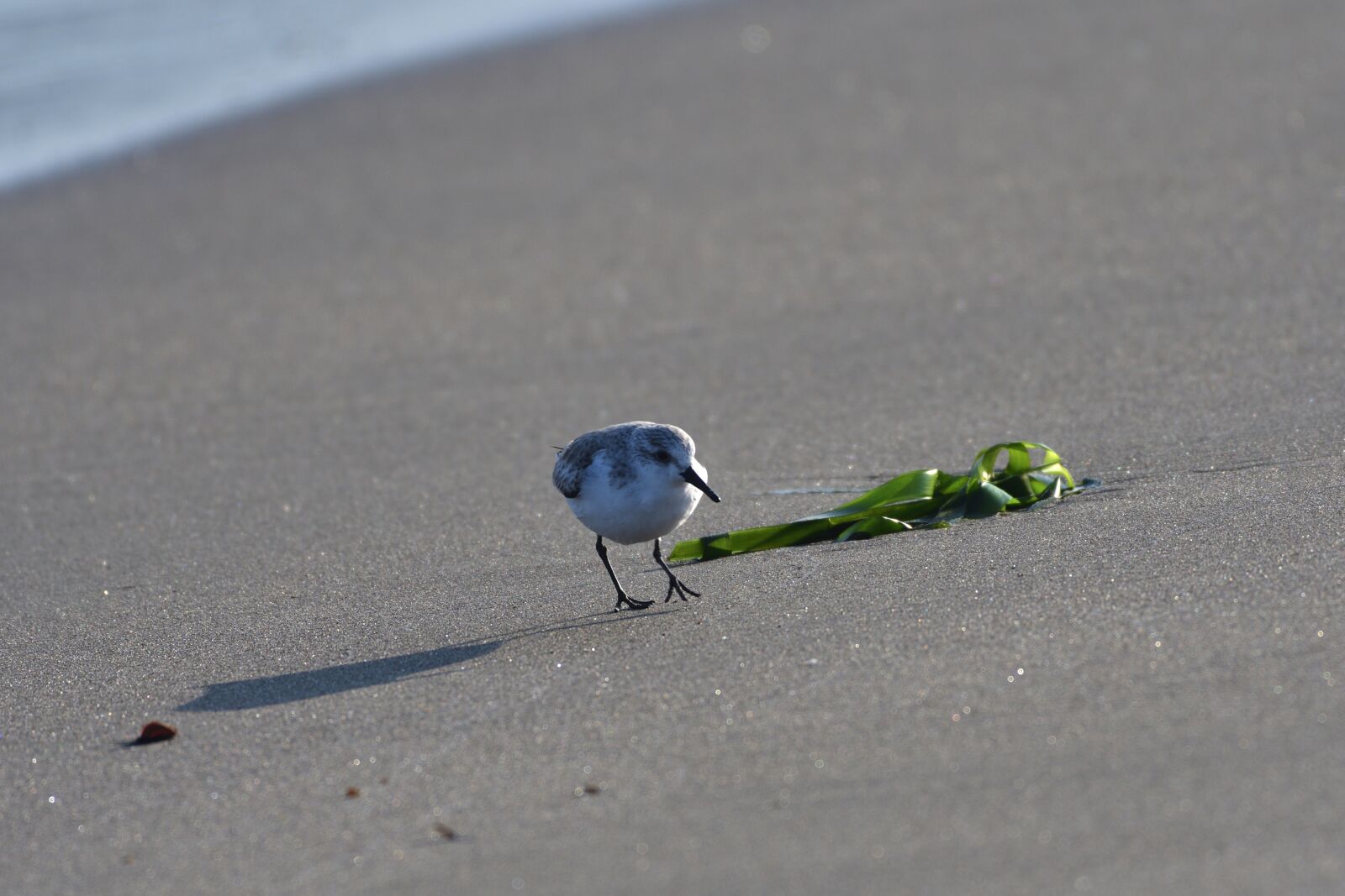 Nikon D500 sample photo. Bird, natural, outdoors photography