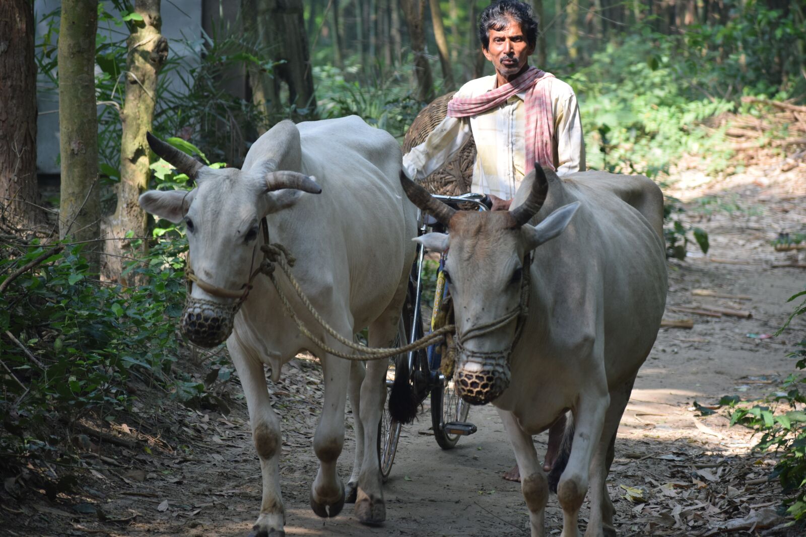 Nikon D5300 sample photo. Cow, farmer, villager photography