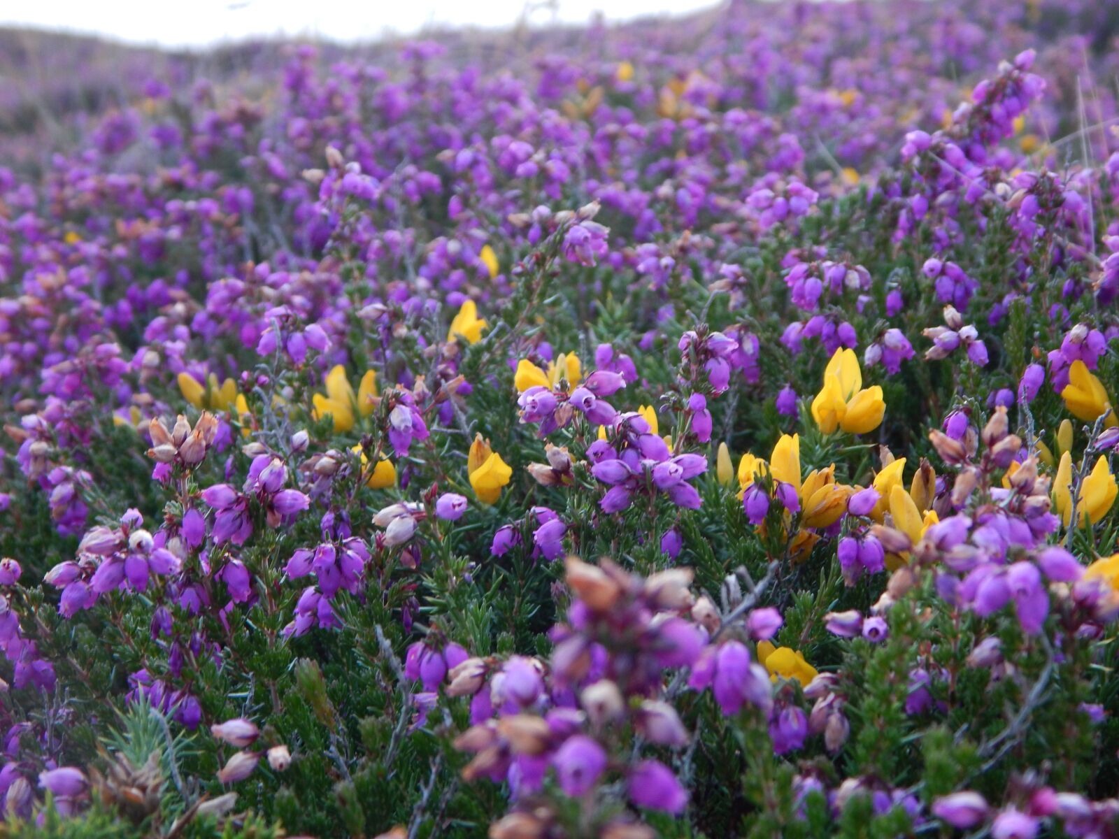 Nikon Coolpix L830 sample photo. Flowers, meadow, flower meadow photography