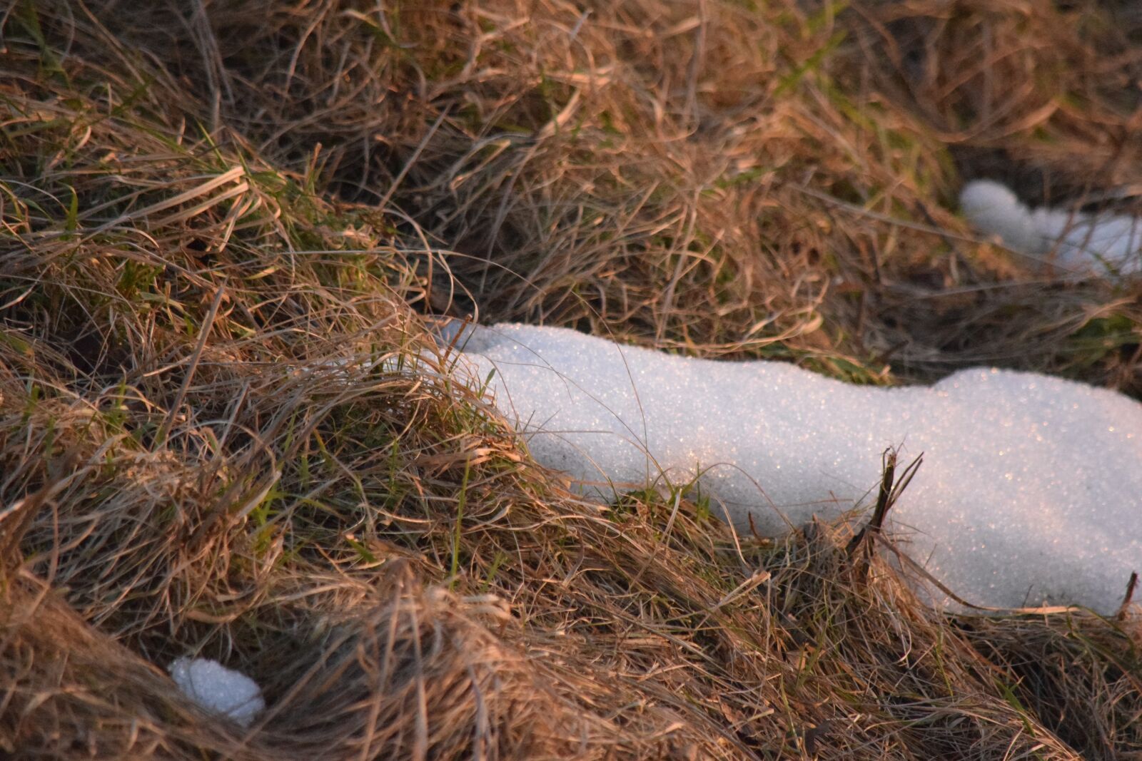 Nikon D3300 sample photo. Vertrocknetes grass, ice, snow photography