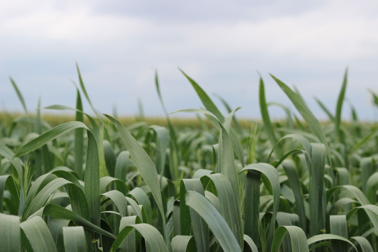 Canon EOS 600D (Rebel EOS T3i / EOS Kiss X5) + Canon EF 50mm F1.8 II sample photo. Field, corn on the photography