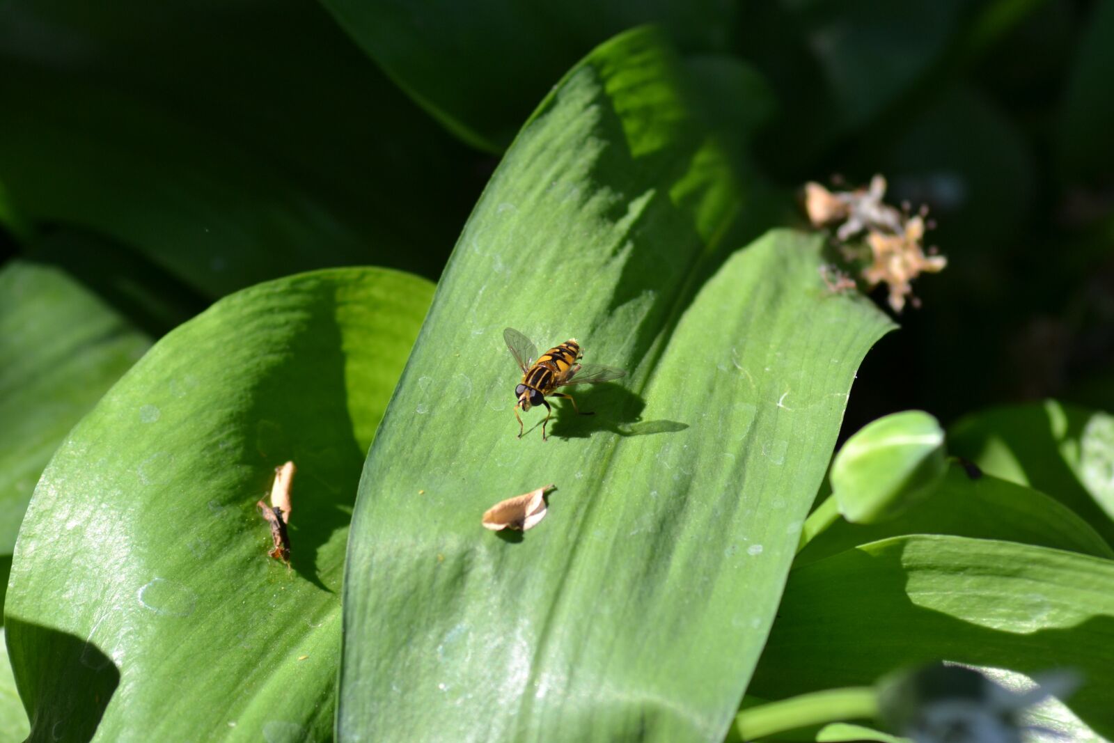 Nikon D3100 sample photo. Hover fly, leaf, wild photography