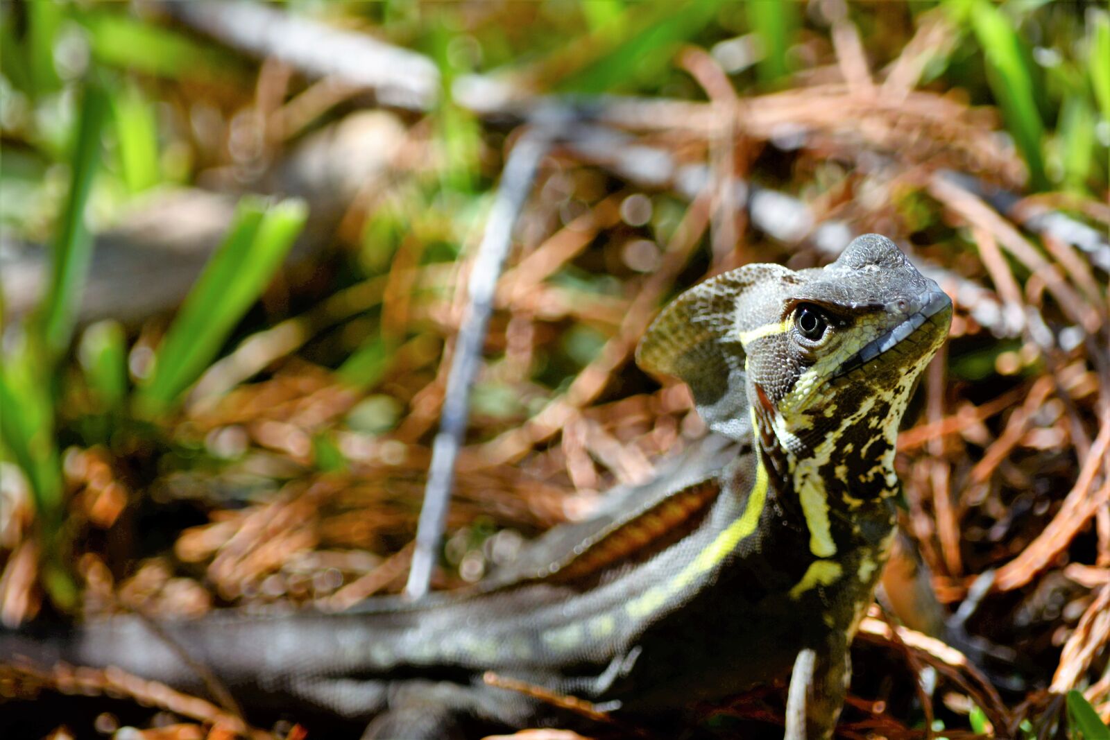 Nikon D7100 sample photo. Lizard, hooded, tropical photography