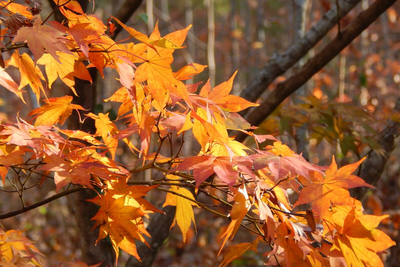 Nikon Coolpix L830 sample photo. Golden japanese maple, japanese photography