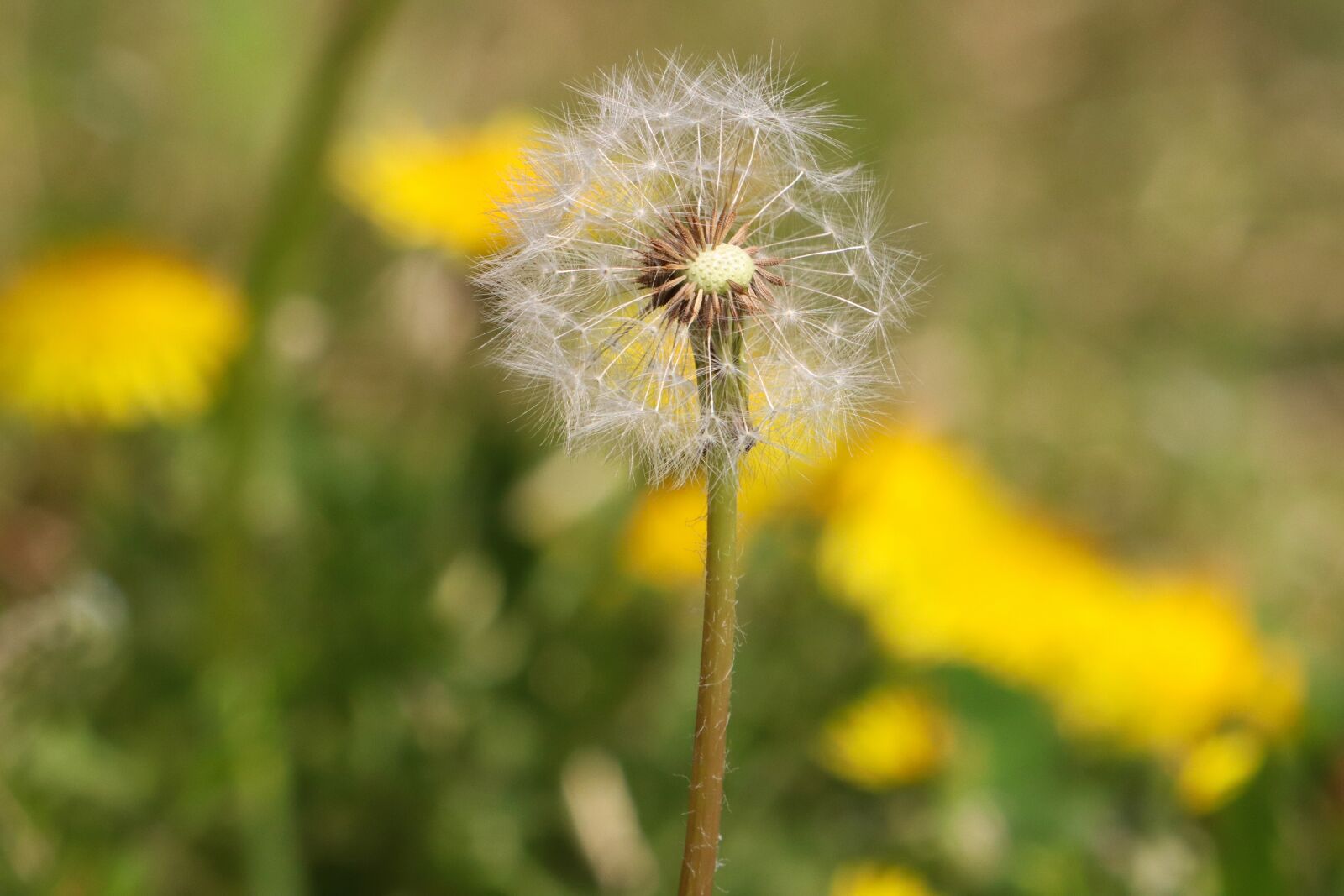 Canon EF 70-200mm F2.8L USM sample photo. Dandelion, spring, nature photography