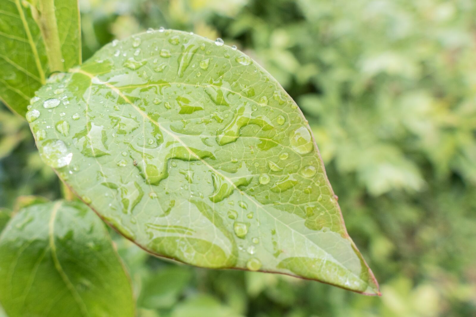 Panasonic Lumix DMC-FZ1000 sample photo. Leaf, rain, drip photography