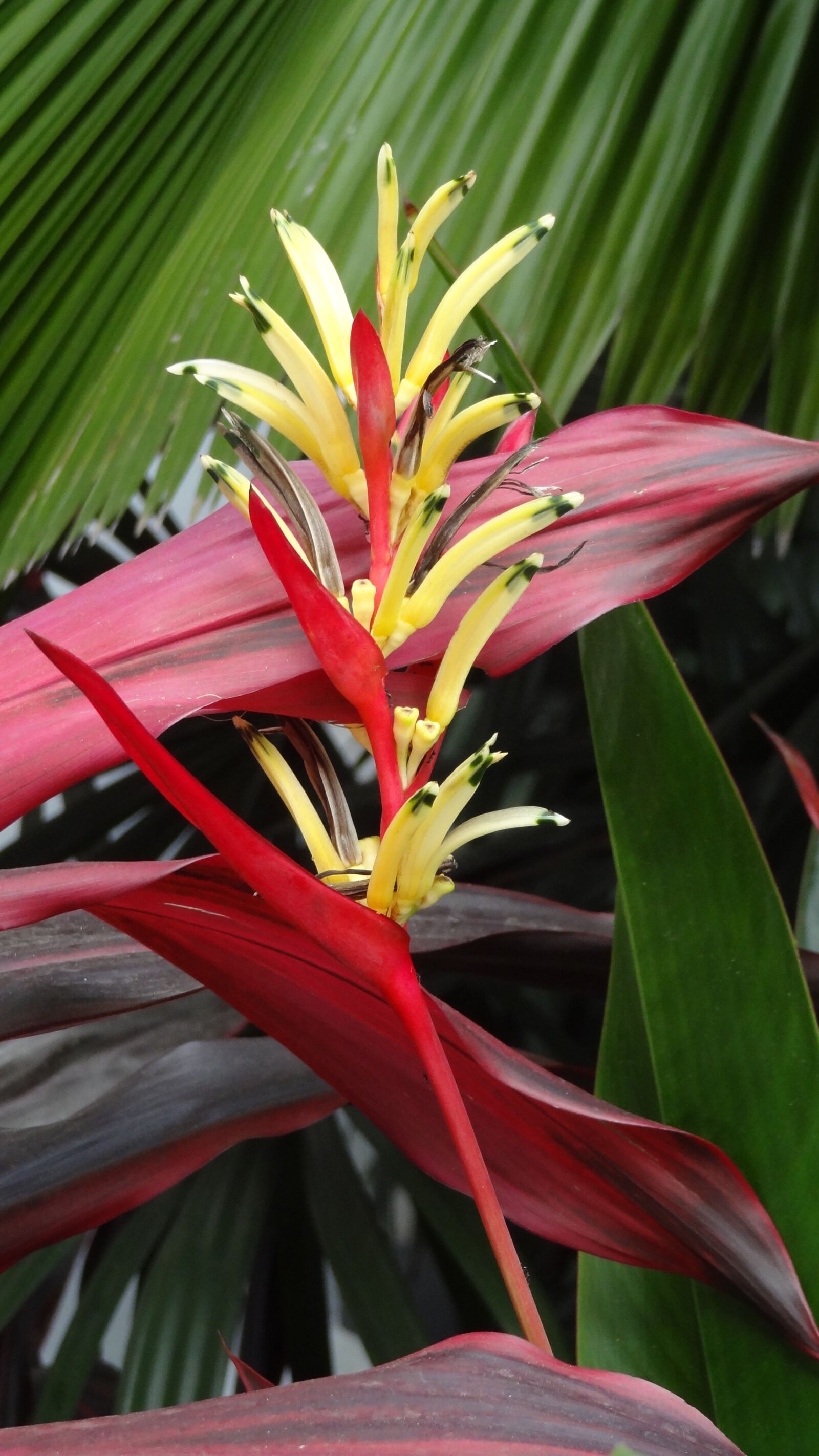 Sony Cyber-shot DSC-HX9V sample photo. Glowing, flower photography