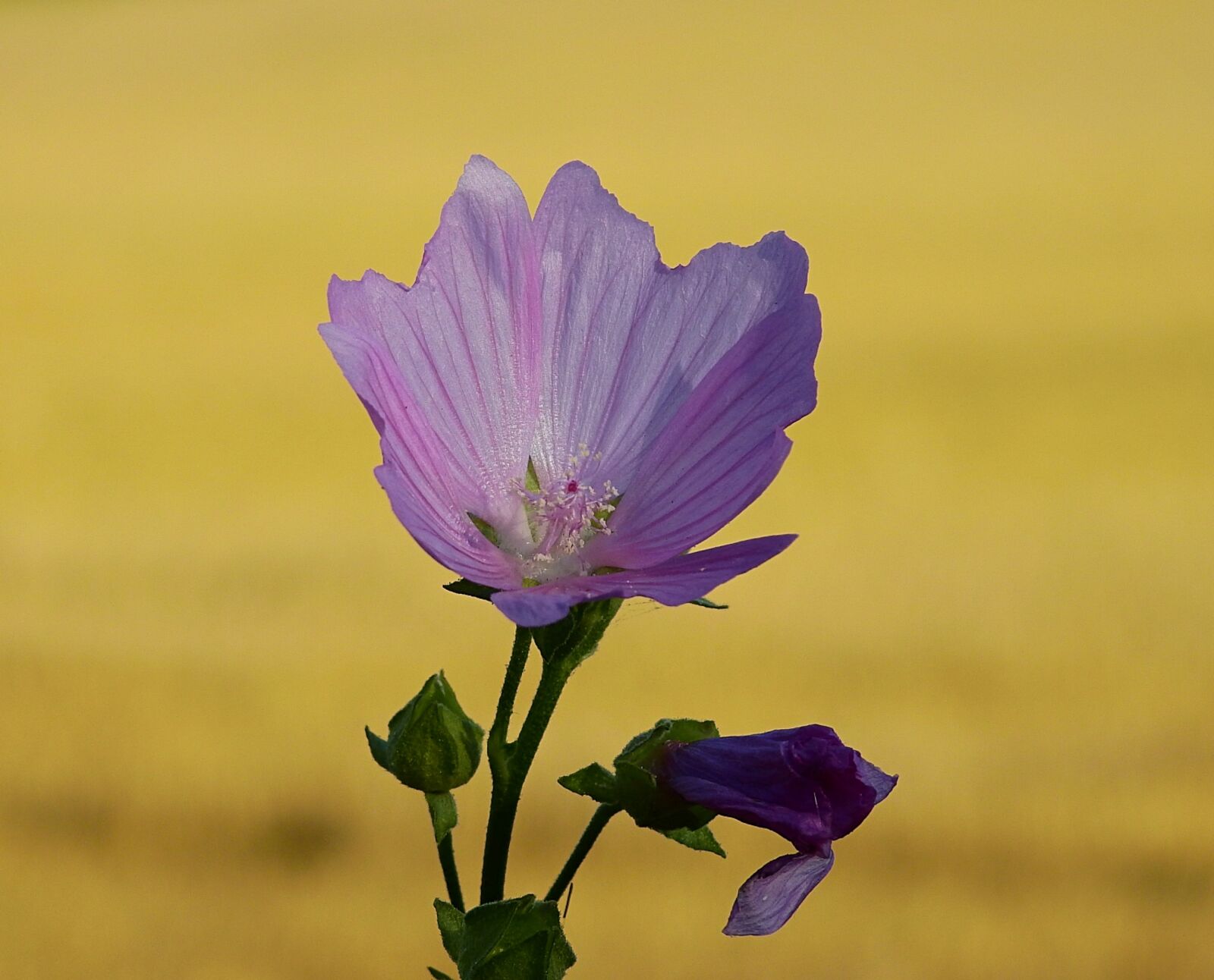 Nikon Coolpix P900 sample photo. Flower, nature, summer photography