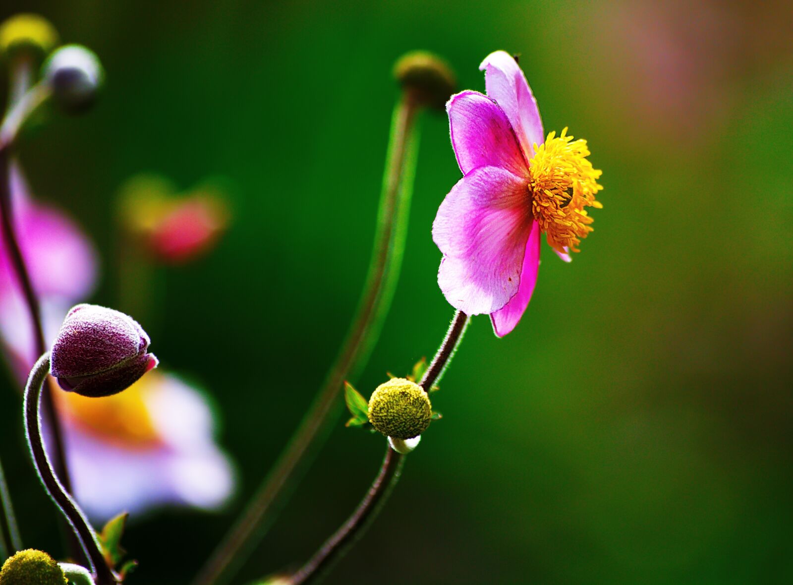 Nikon D7100 sample photo. Flower, petal, leaves photography