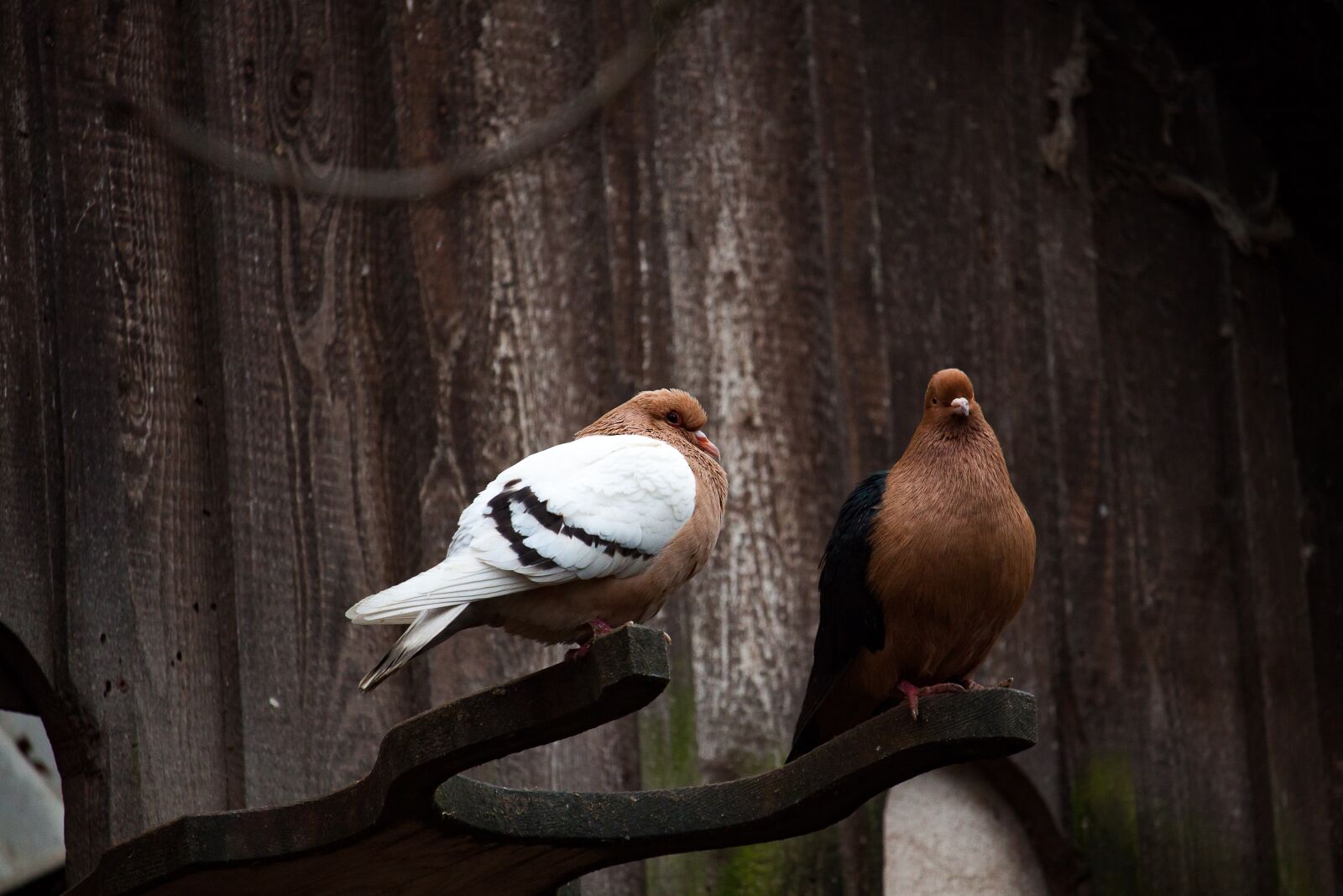 Canon EOS 50D sample photo. Pigeons, bird, animal photography
