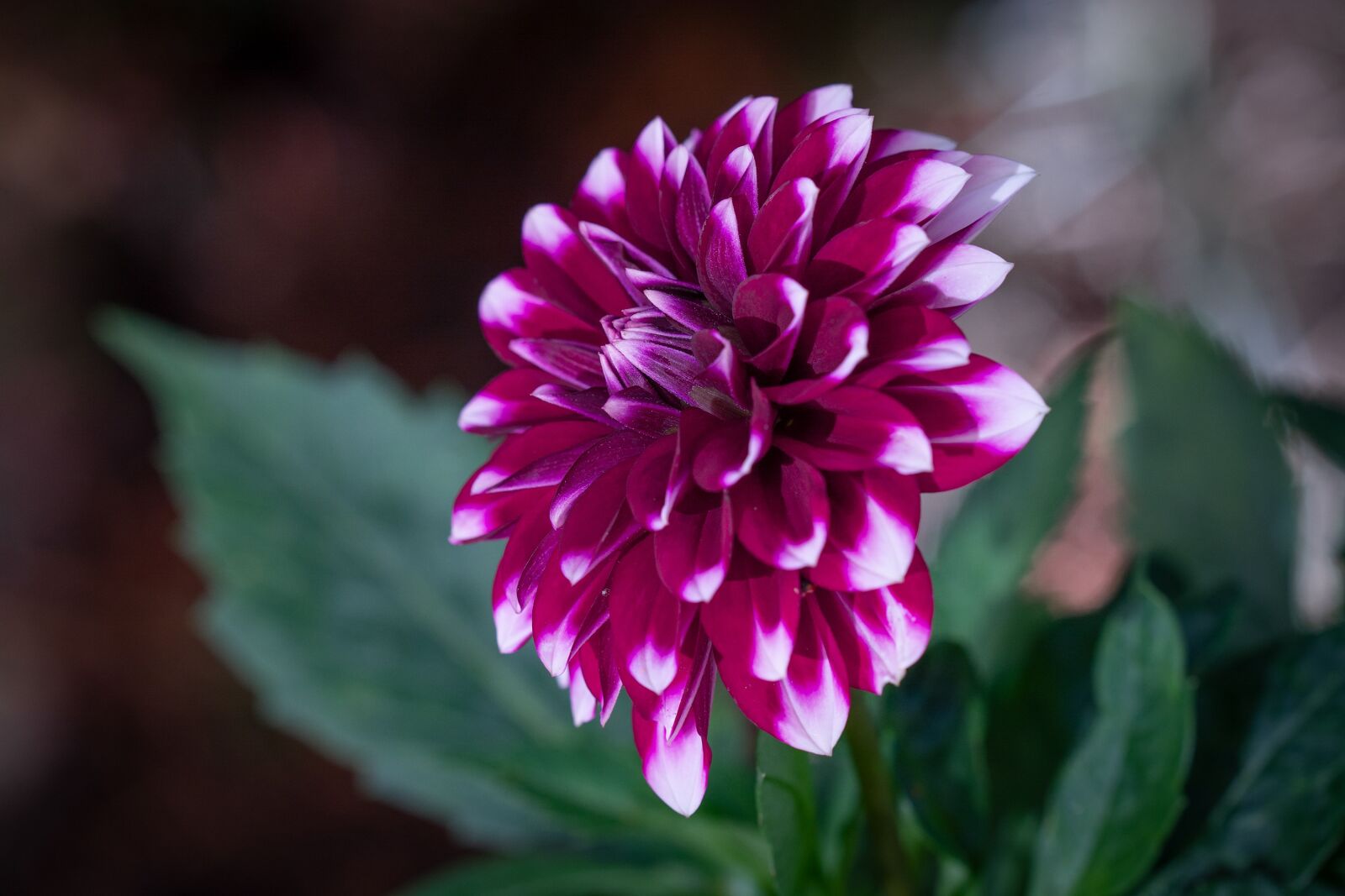 Nikon D7100 sample photo. Flower, pink, dalia photography