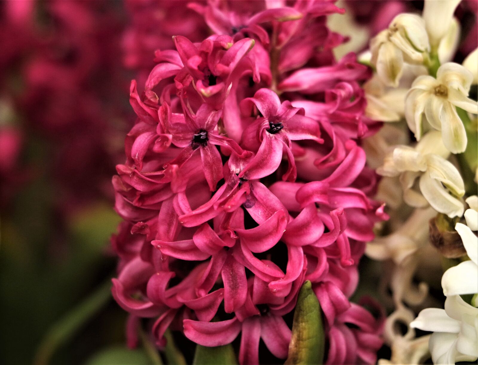 Canon EOS 7D Mark II sample photo. Flower, lily, floral photography