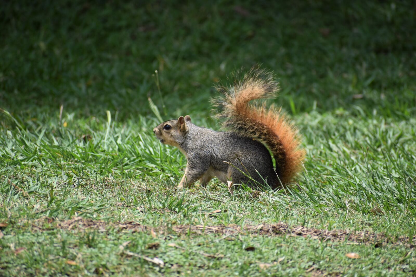 Nikon D3500 sample photo. Squirrel, rodent, running photography
