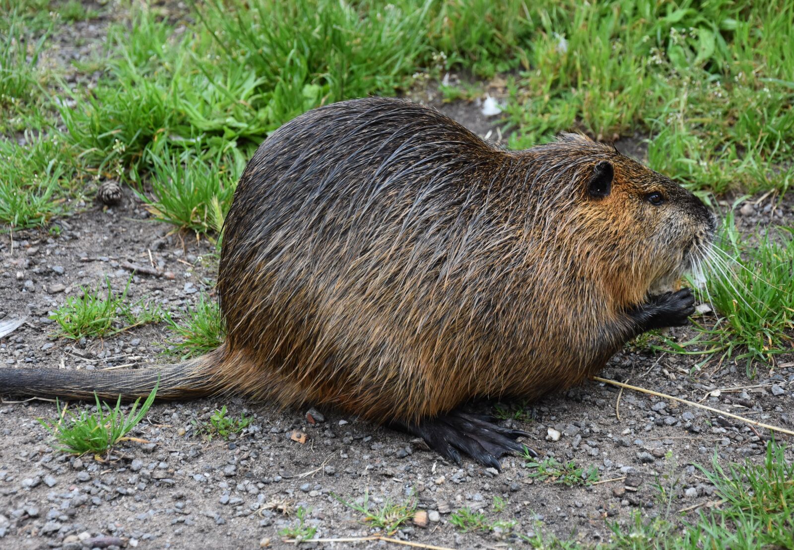 Nikon D7200 sample photo. Animal, water, lake photography