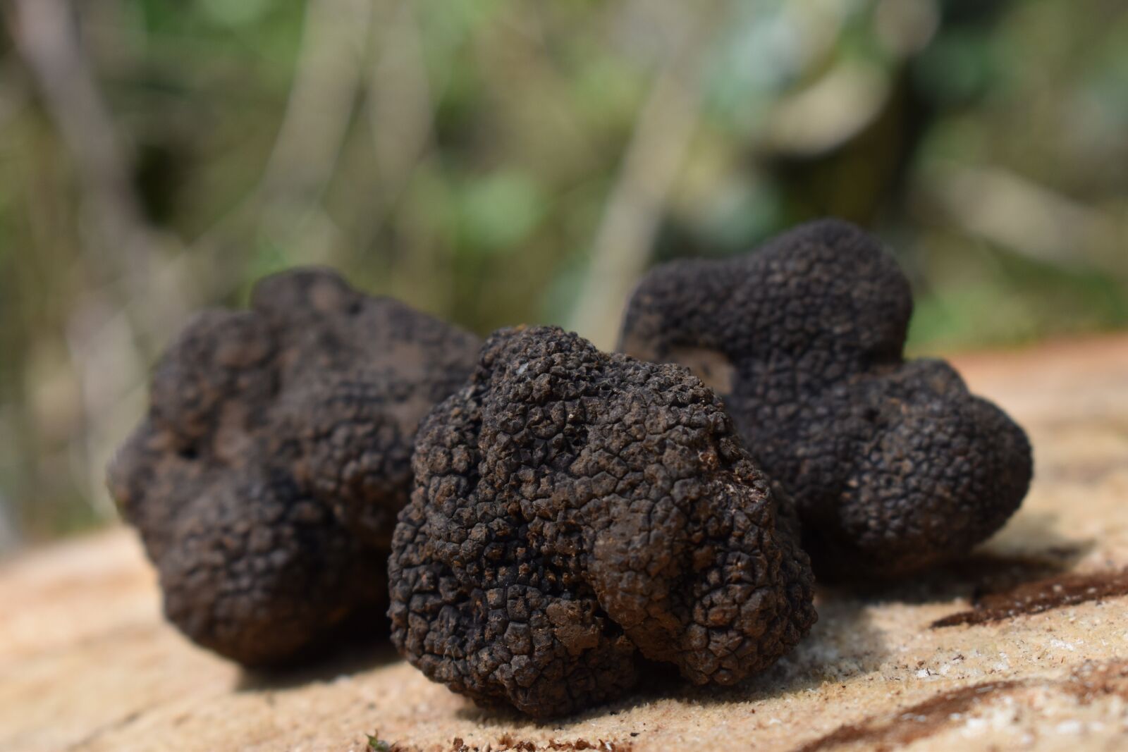 Nikon D5600 sample photo. Truffle, truffles, tuber photography