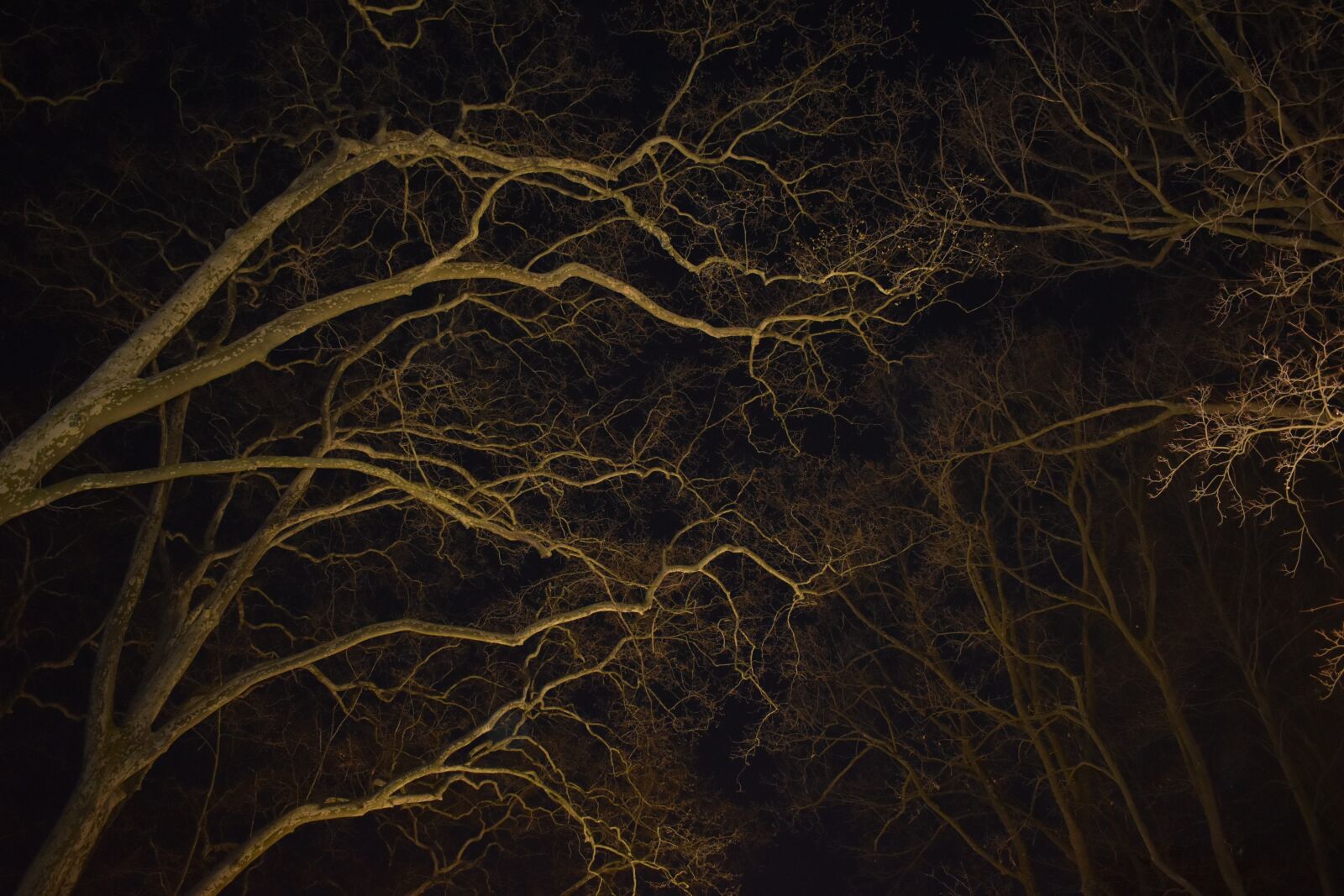 Nikon D3500 sample photo. Tree, lyon, nature photography