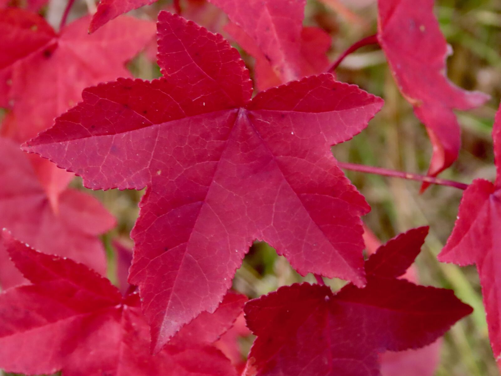 Canon PowerShot SX70 HS sample photo. Red, sweet gum, autumn photography