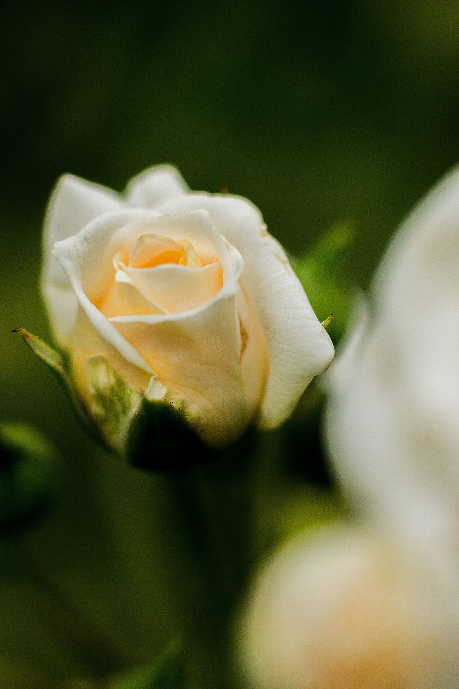 Nikon D7200 sample photo. Flower, rose, blossom photography
