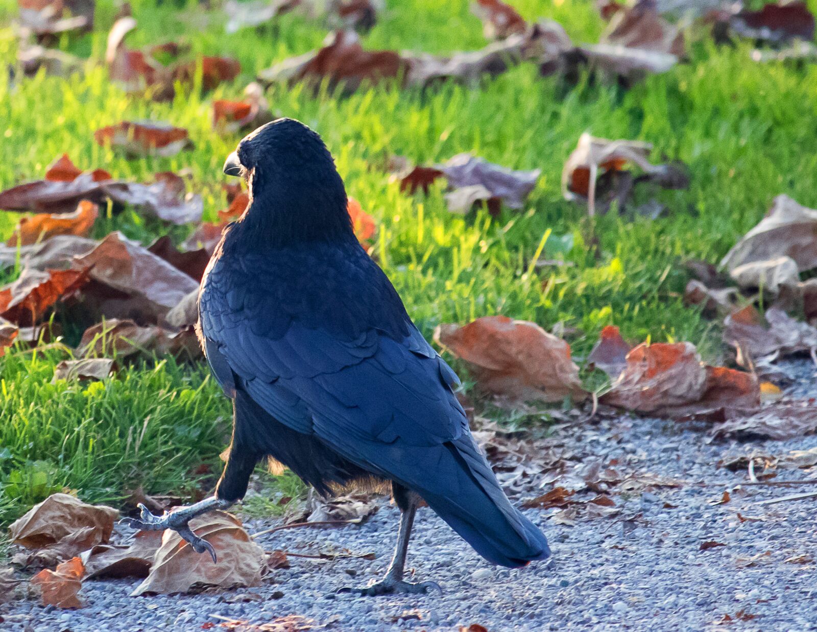 Canon EF-S 55-250mm F4-5.6 IS STM sample photo. Raven, crow, bird photography