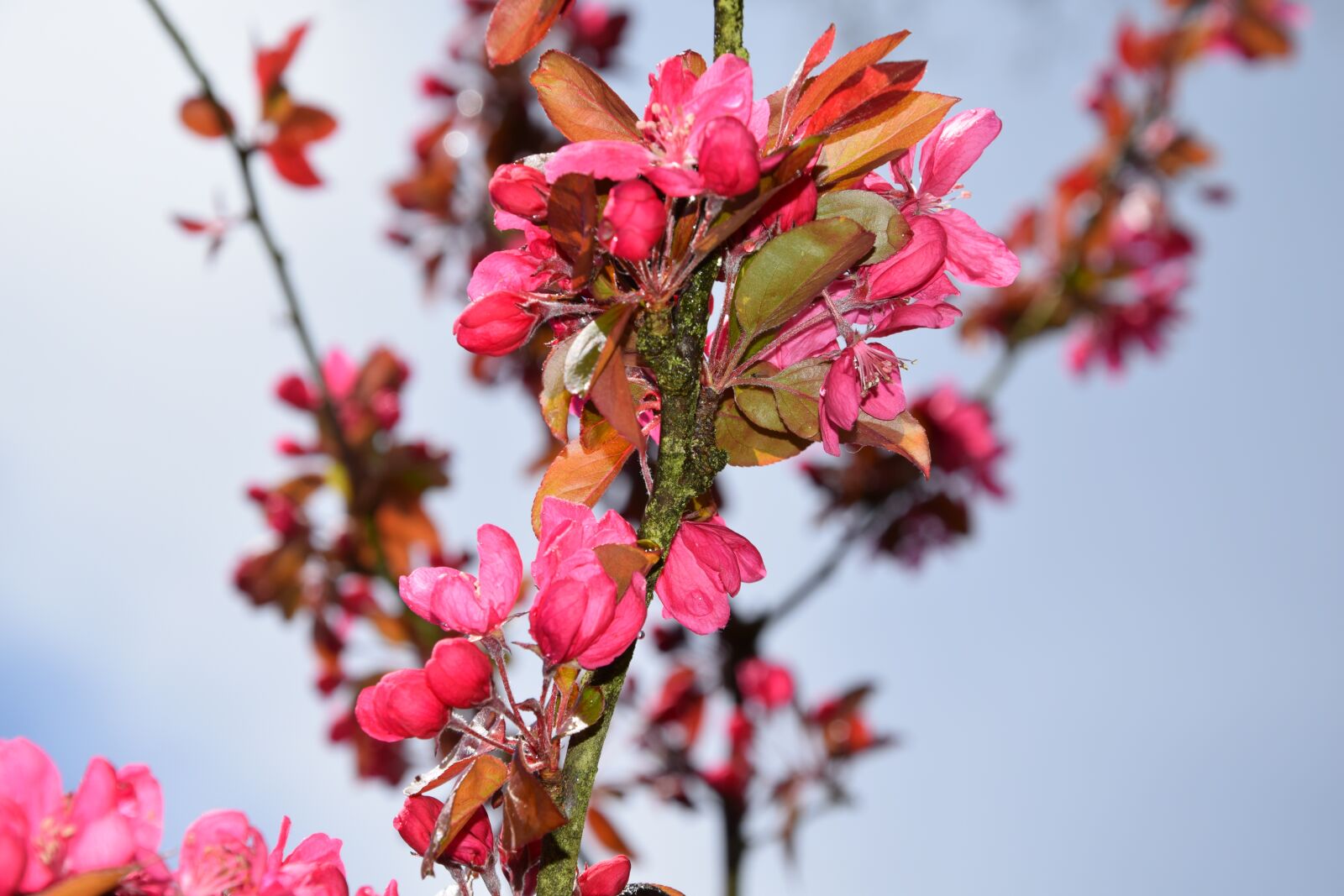 Nikon D5300 sample photo. Spring, the buds, flowers photography