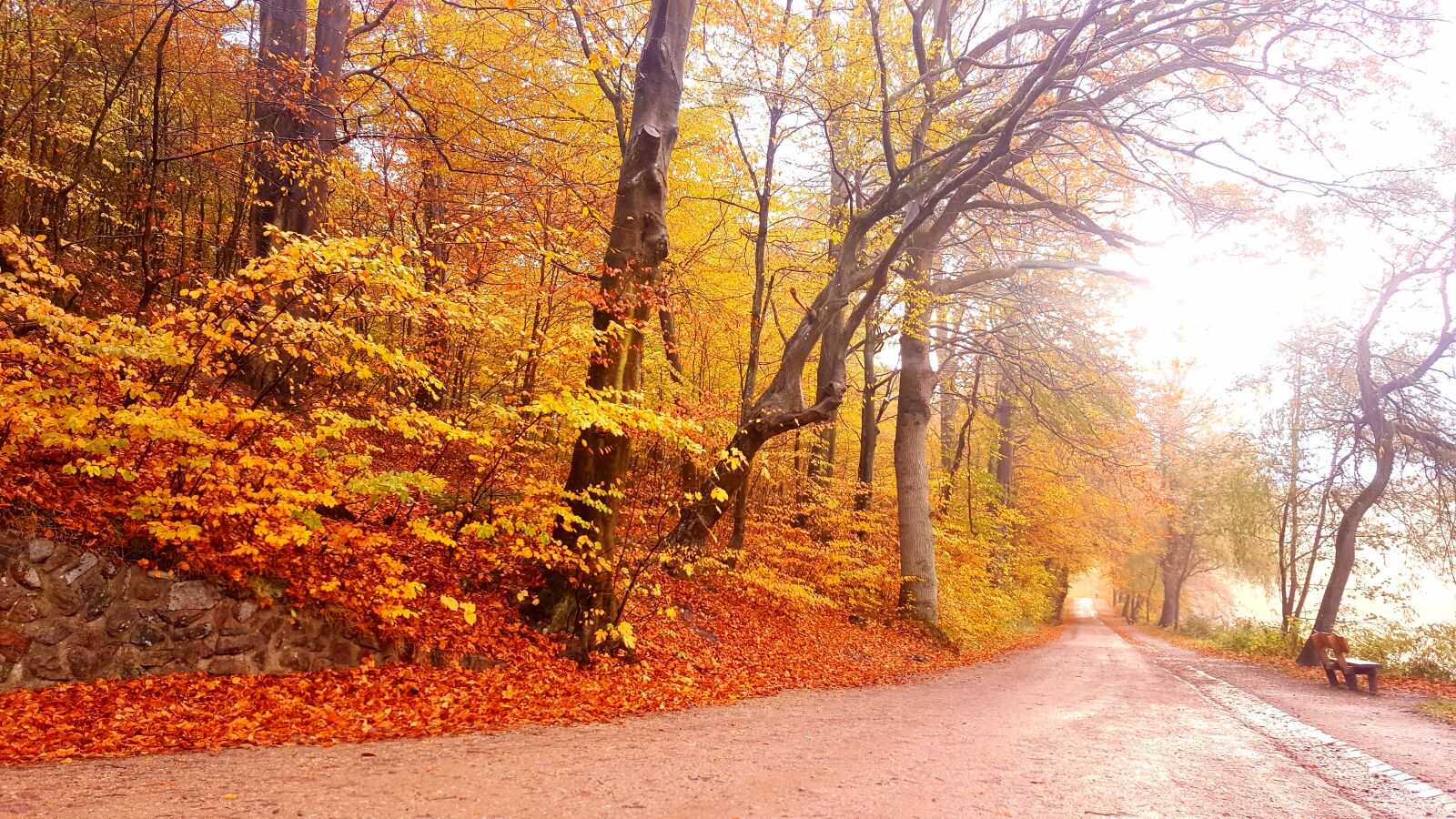 Samsung GALAXY S6 edge sample photo. Autumn, nature photography