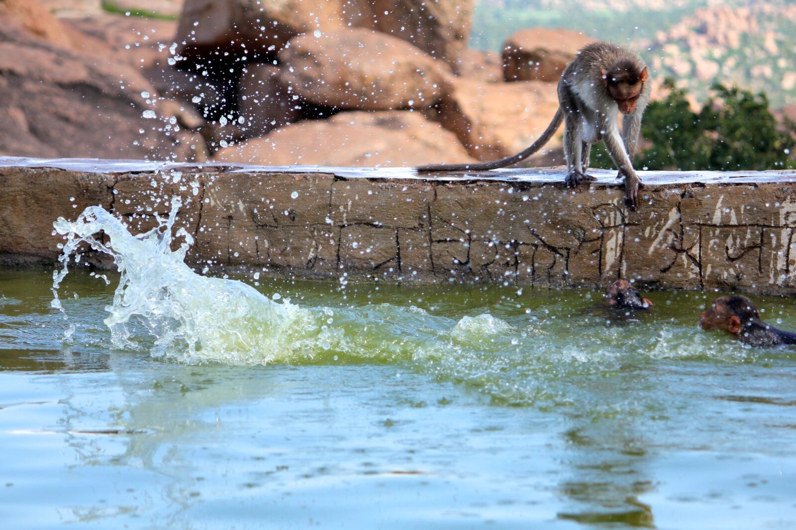 Canon EOS 550D (EOS Rebel T2i / EOS Kiss X4) sample photo. Monkey, water, play photography