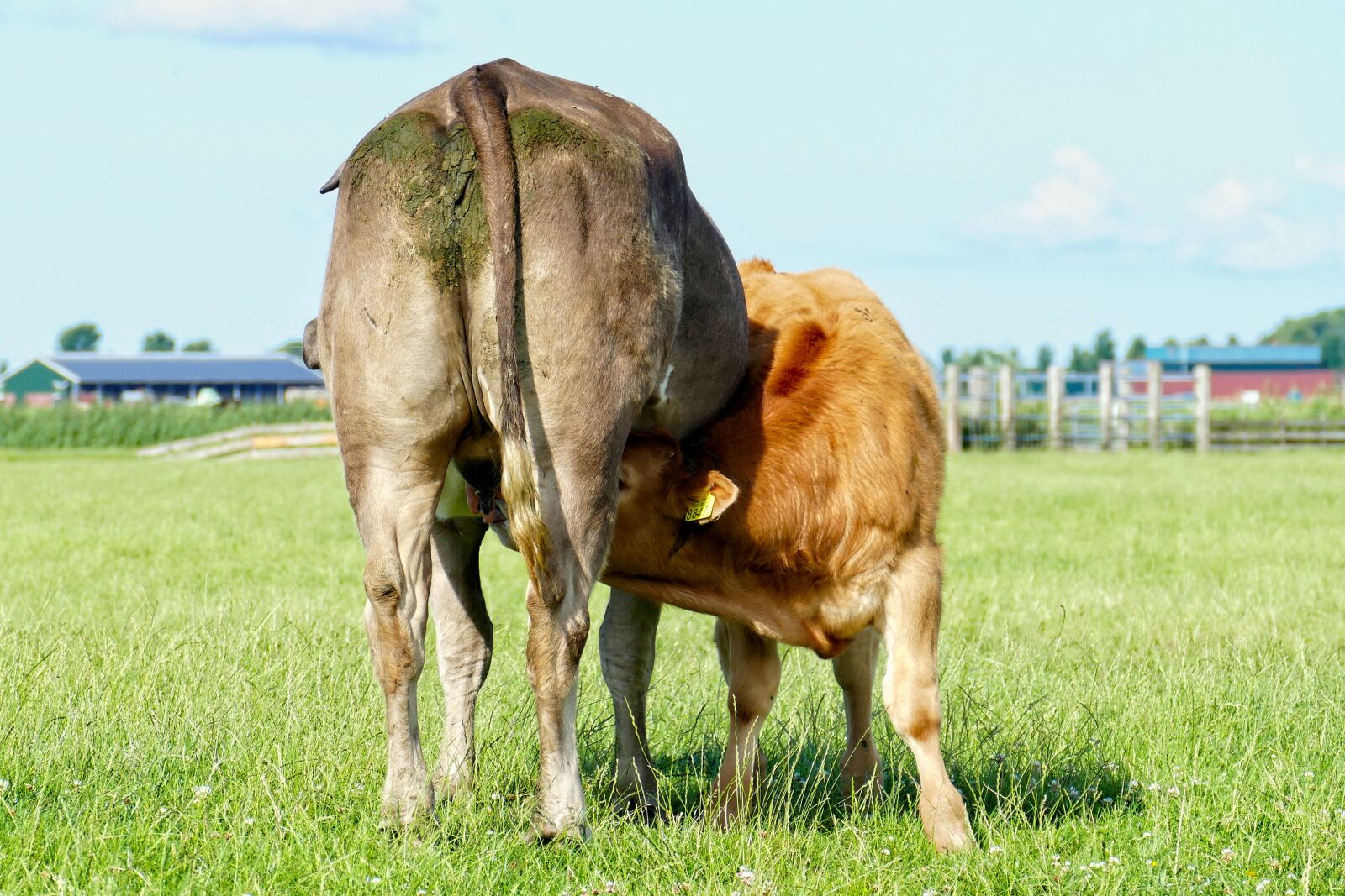 Panasonic Lumix DMC-FZ1000 sample photo. Cow, cows, cattle photography