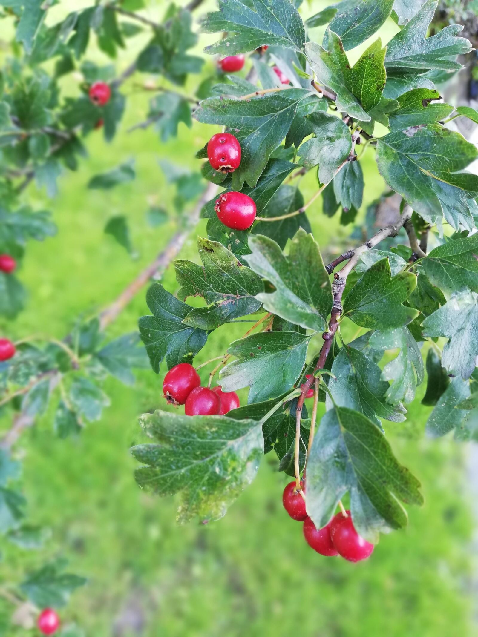 HUAWEI ANE-LX1 sample photo. Weissdorn, red, berries photography