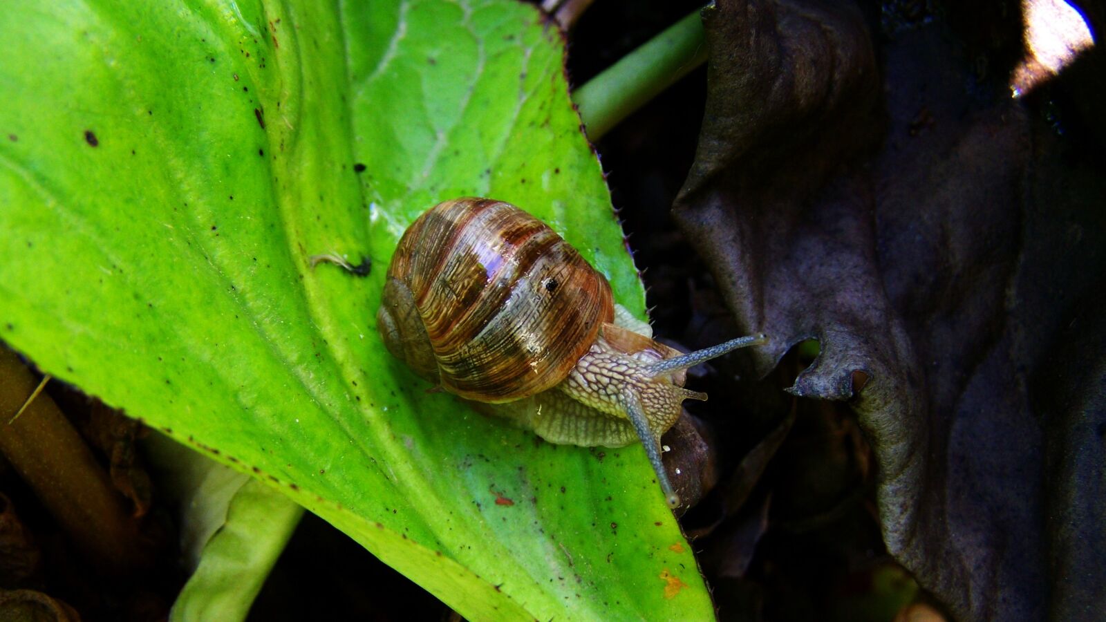 Kodak EASYSHARE ZD710 ZOOM DIGITAL CAMERA sample photo. Snail, animal, molluscs photography