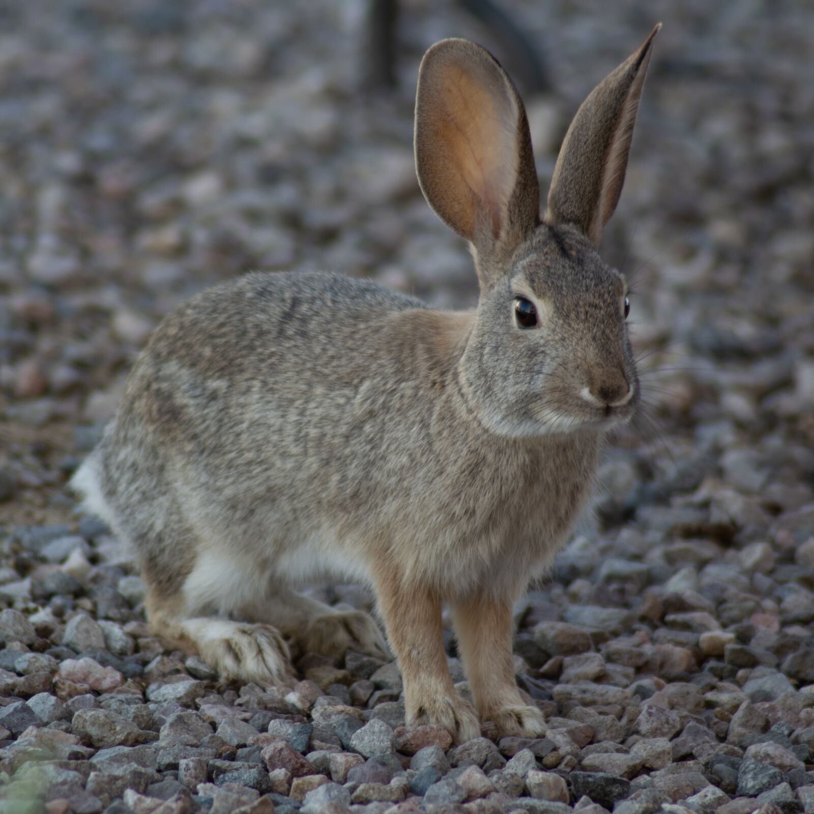Nikon D5300 sample photo. Rabbit, animal, bunny photography