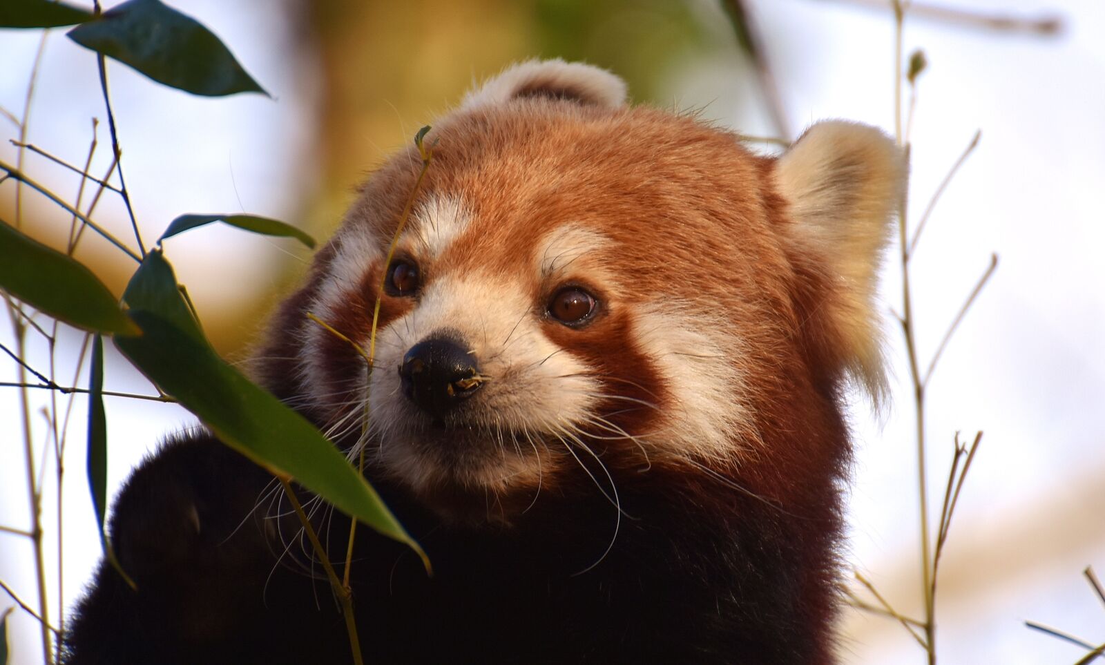 Nikon D7200 sample photo. Panda, red panda, bear photography