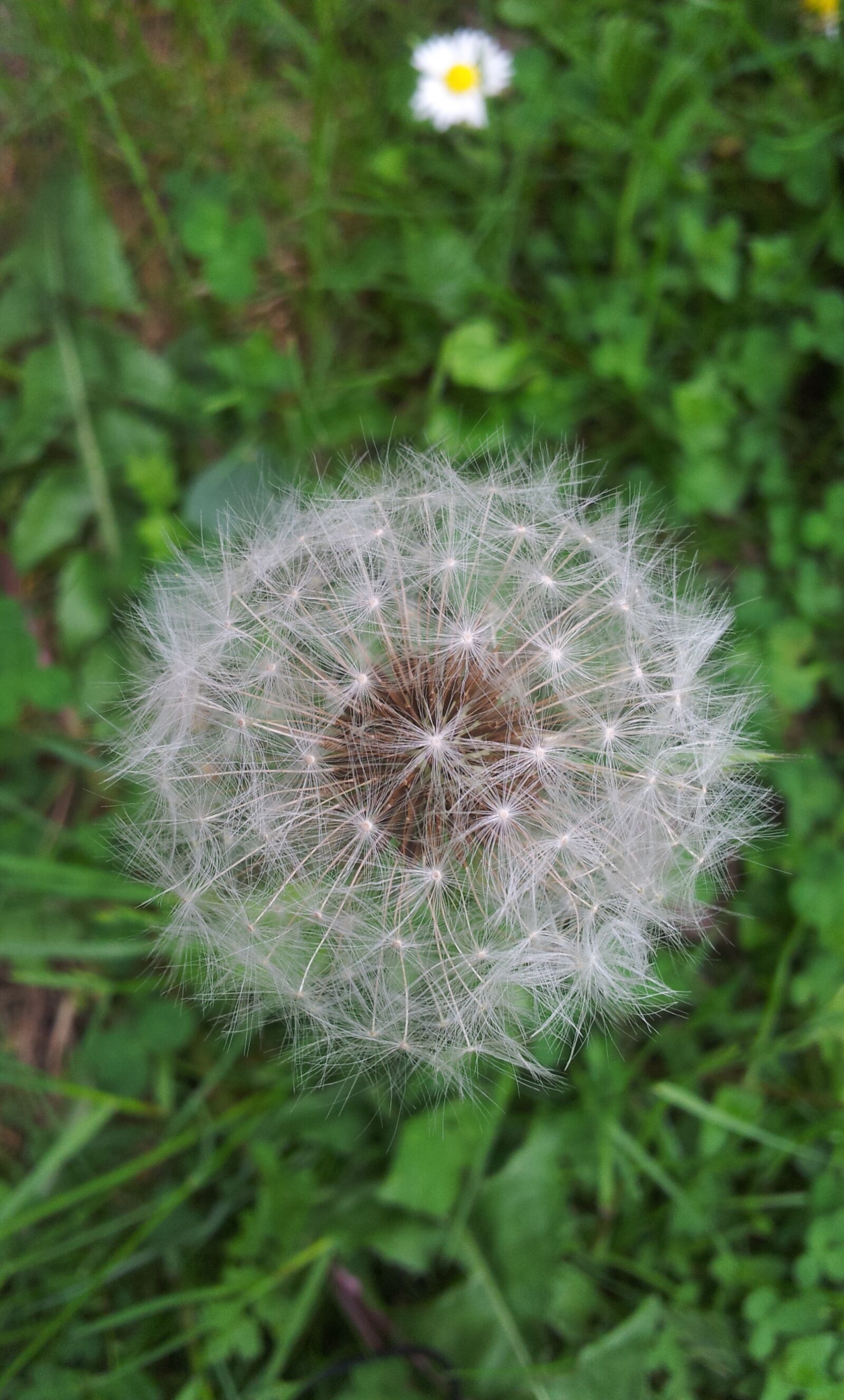 Samsung Galaxy S2 sample photo. Dandelion, overblown, plant photography