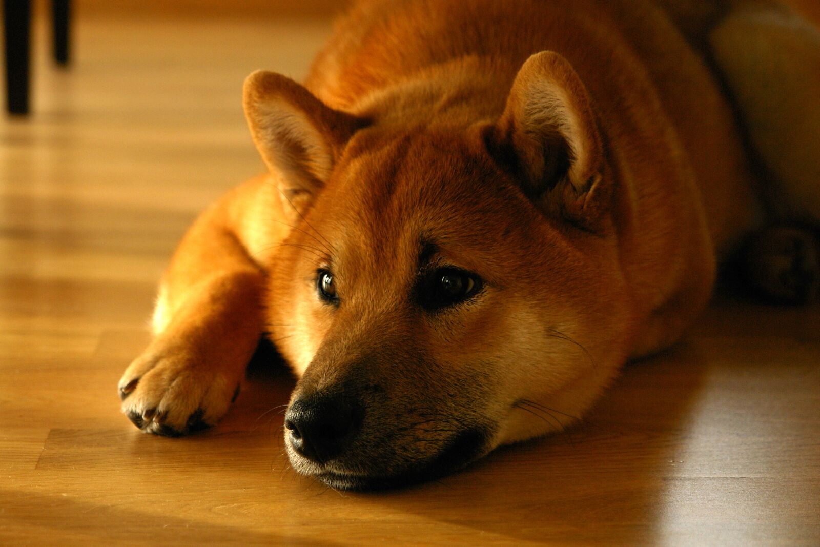 Sony DSC-R1 sample photo. Shiba inu, dog, smile photography