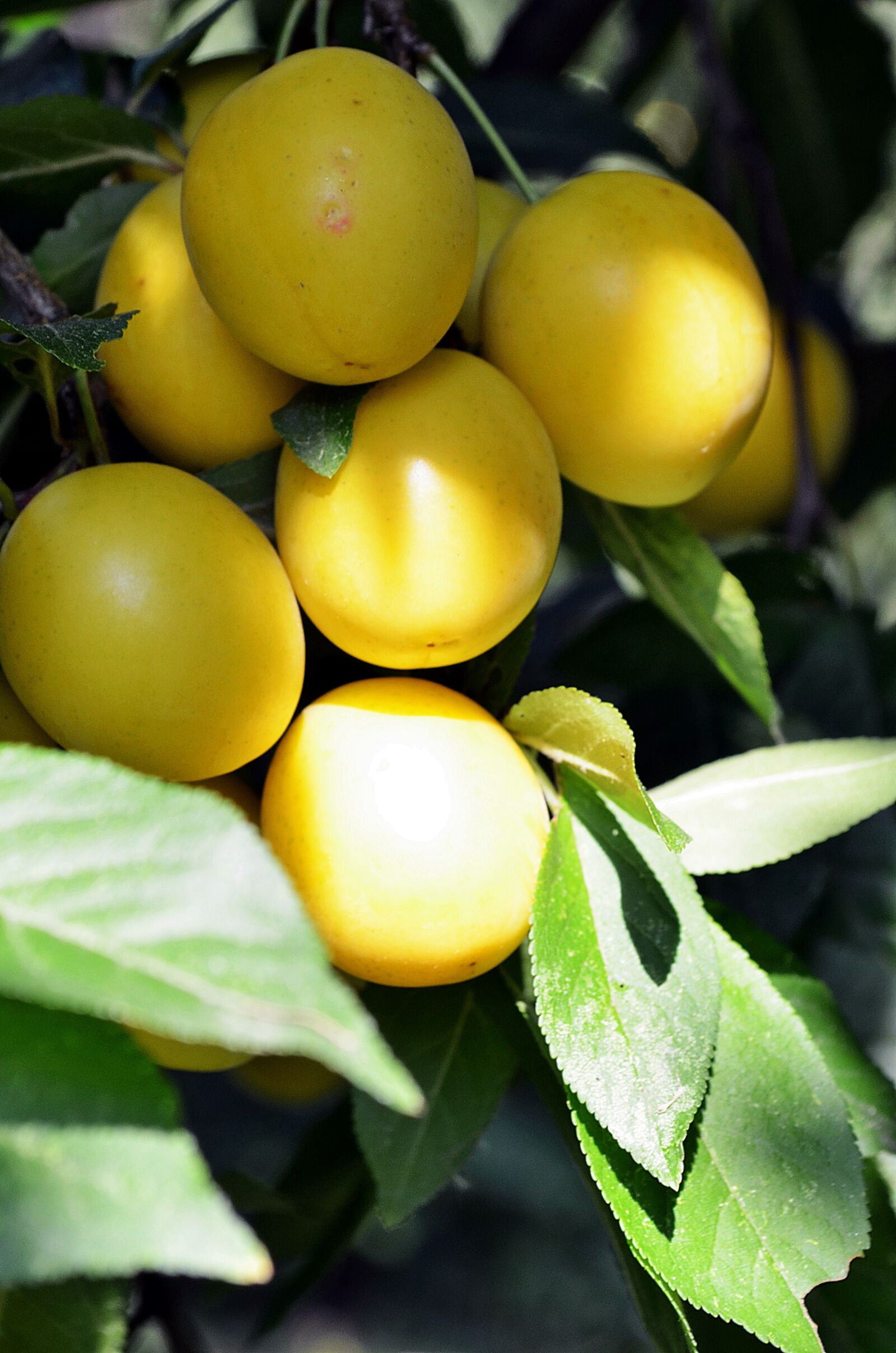 Nikon D5100 sample photo. Mirabelka, plum, damson photography