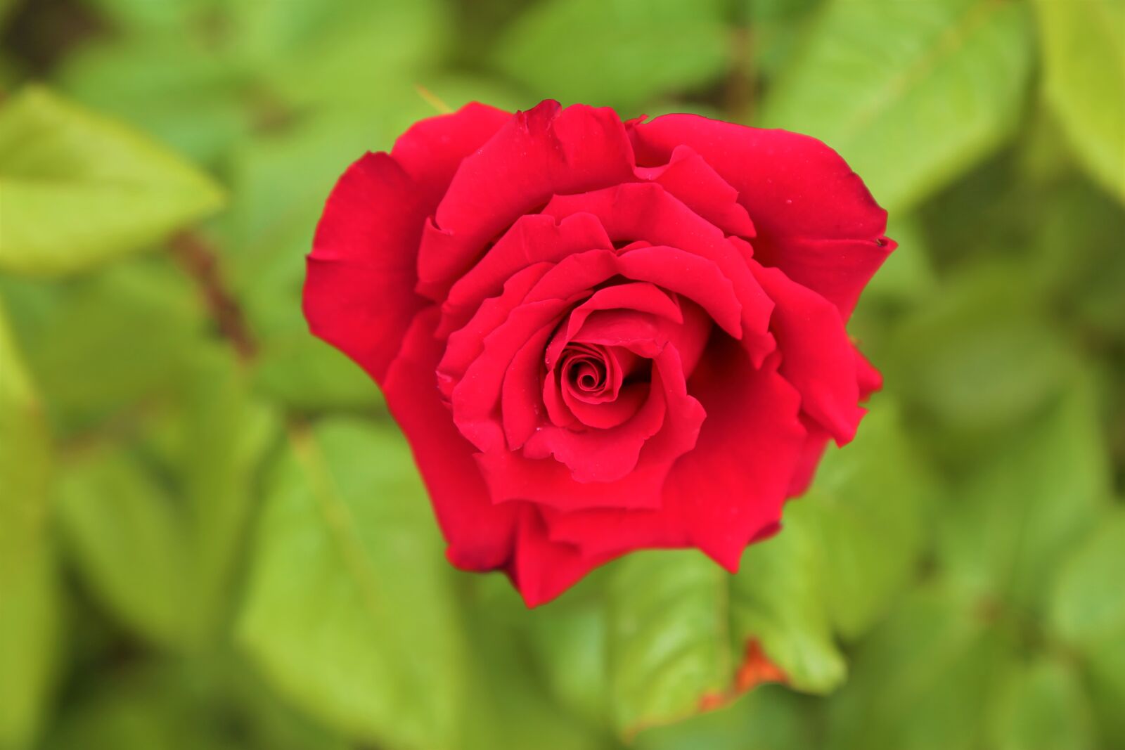 Canon EF 24-105mm F4L IS USM sample photo. Rose, greengrass, nature photography
