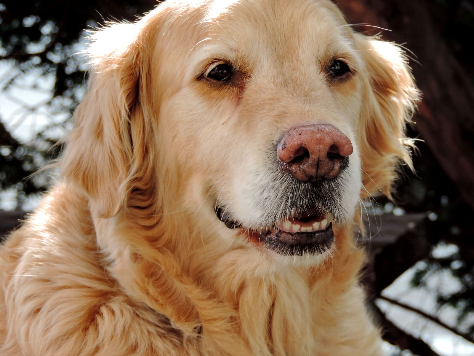 Nikon Coolpix P520 sample photo. Purebred, pet, domestic, dog photography